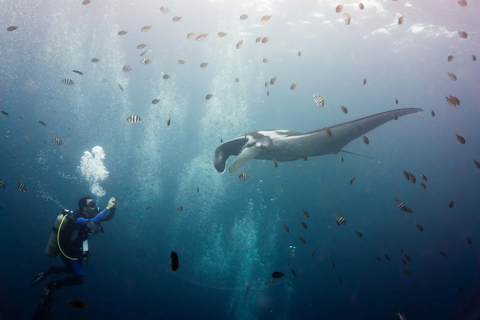 A giant manta ray gliding through blue water with wing-like fins spread wide, a scuba diver and small fish nearby for scale.