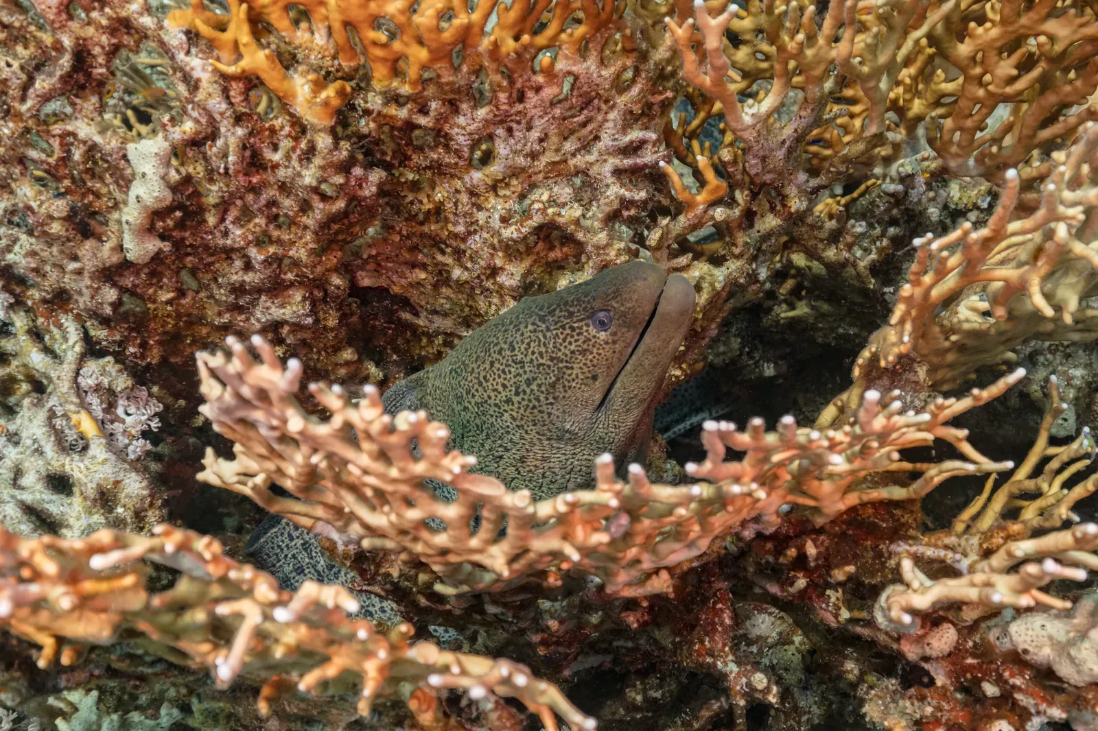 A giant moray eel with a long, mottled brown-and-cream body peering out from a coral reef crevice.