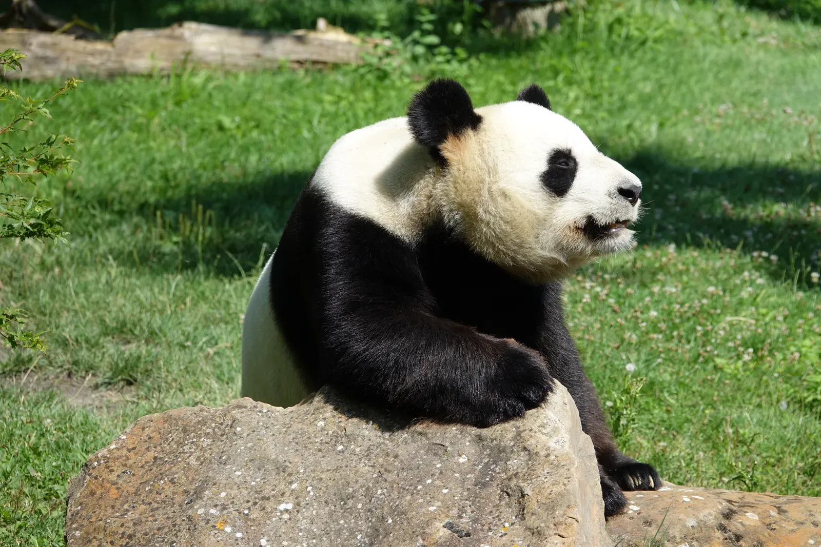 Two giant pandas sitting among green foliage at a zoo, one chewing bamboo.