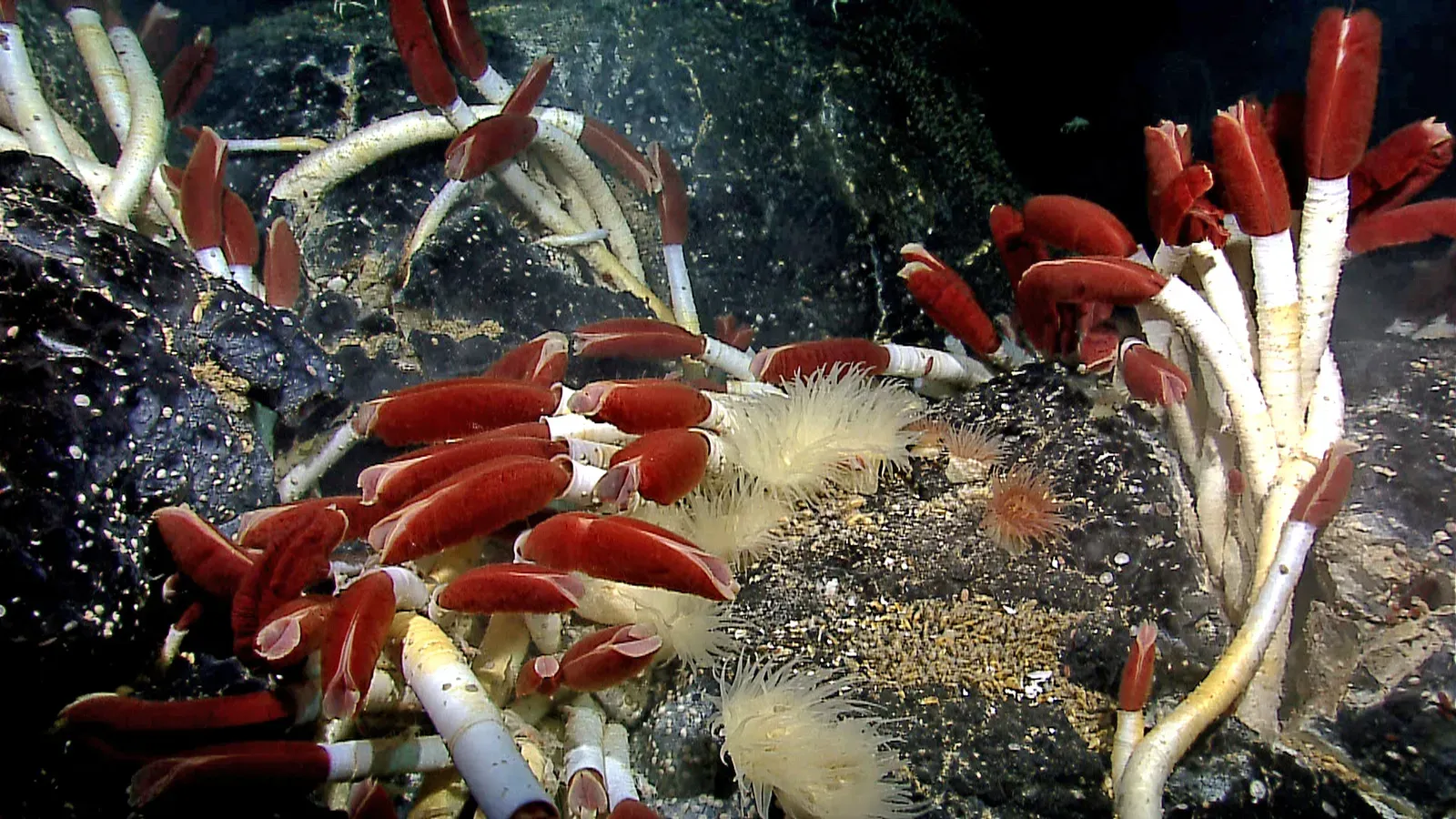 A cluster of giant tube worms on the deep-sea floor, their white tubes topped with bright red feathery plumes.