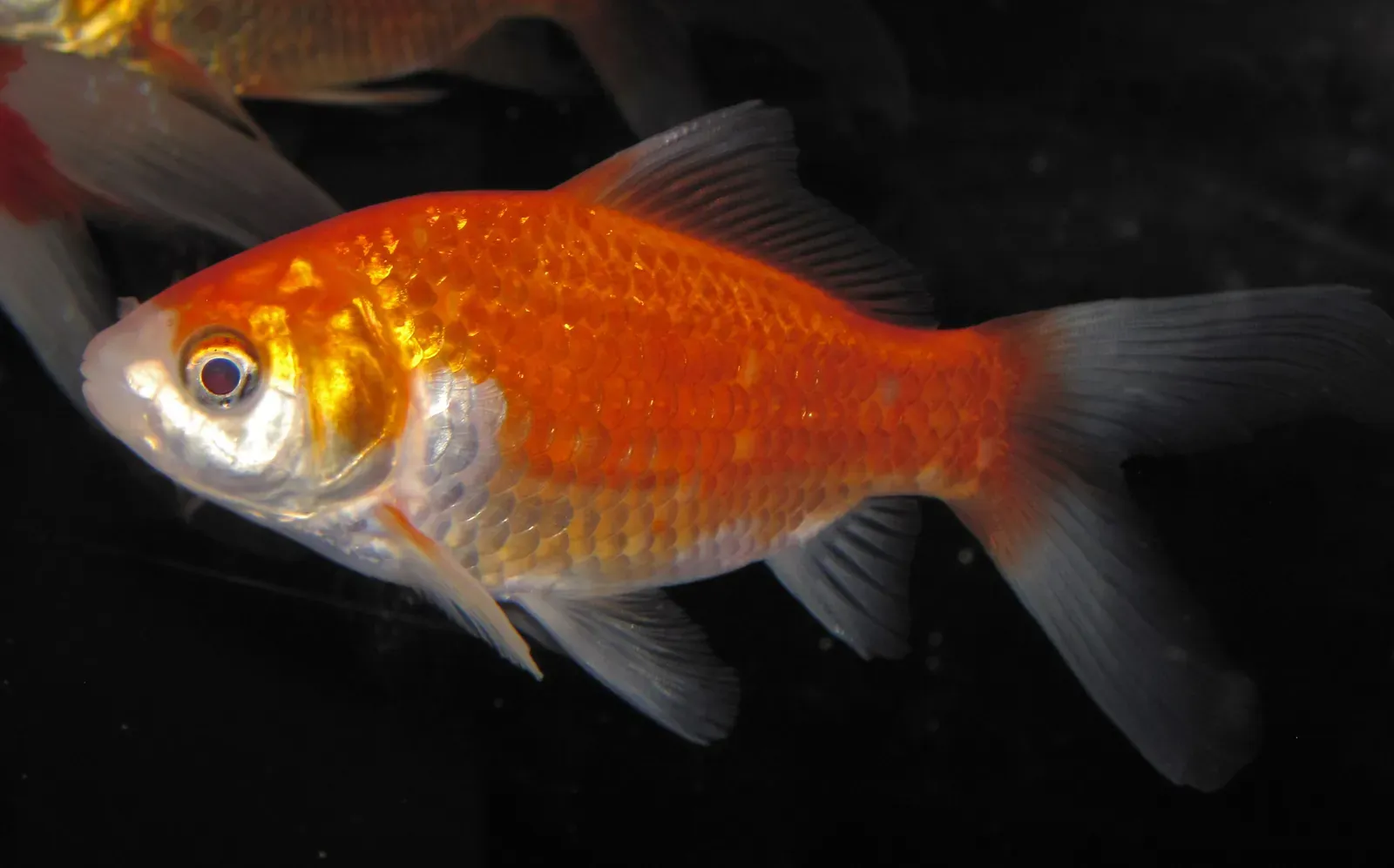 An orange goldfish swimming above a sandy aquarium floor.