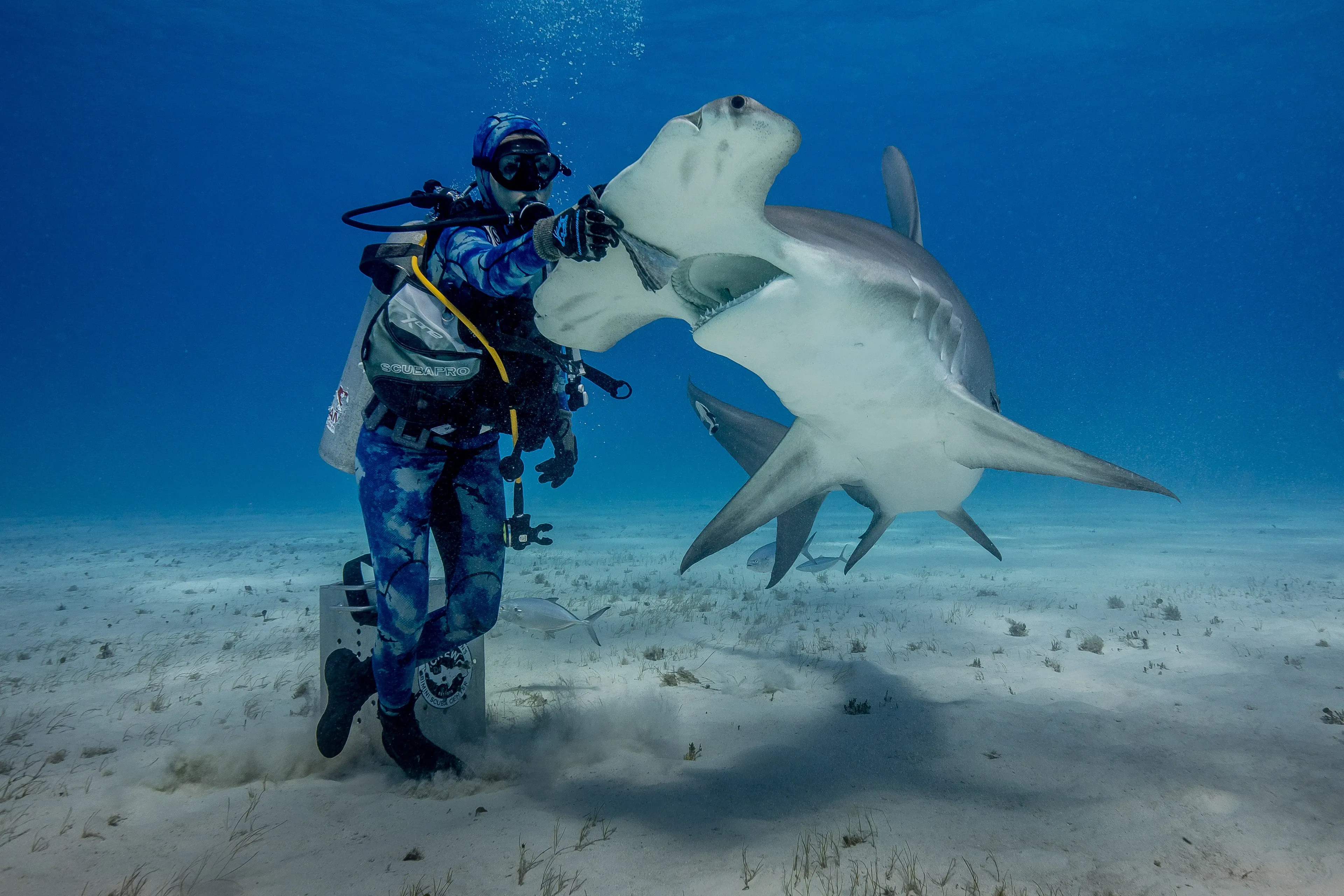 A great hammerhead shark turning beside a scuba diver over a sandy seabed in clear blue water near Bimini, the Bahamas.