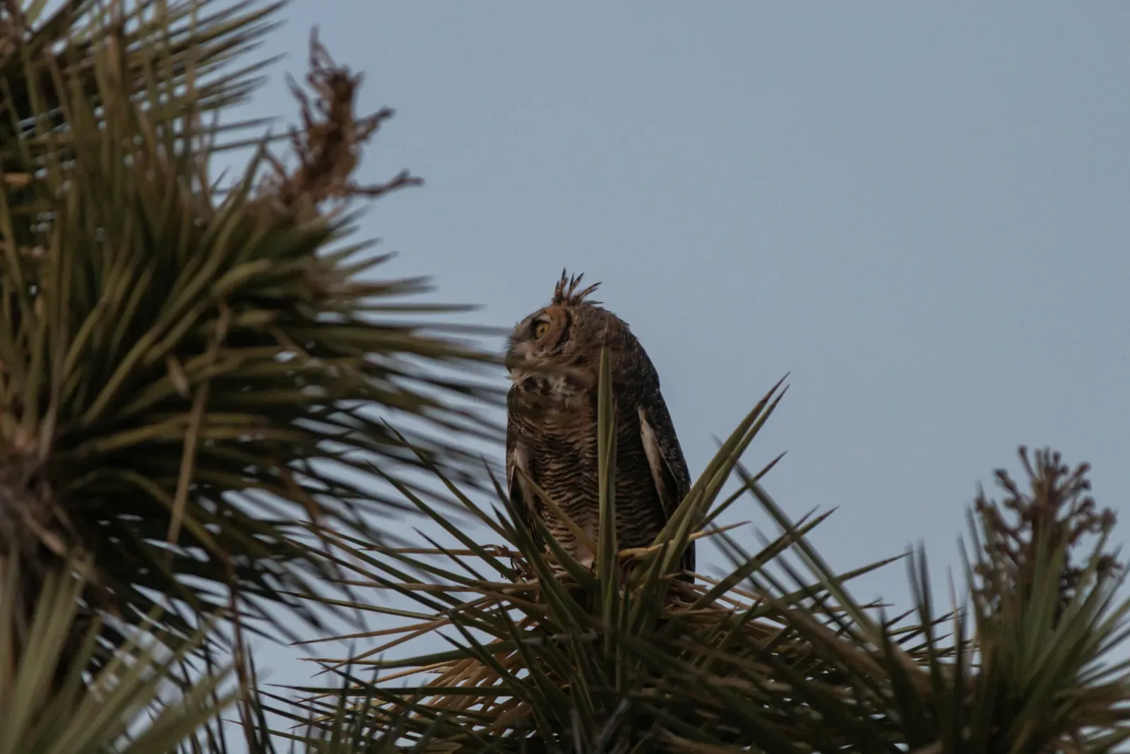 A great horned owl perched atop a Joshua tree at dusk, showing its ear tufts, yellow eyes, white throat and barred underparts.