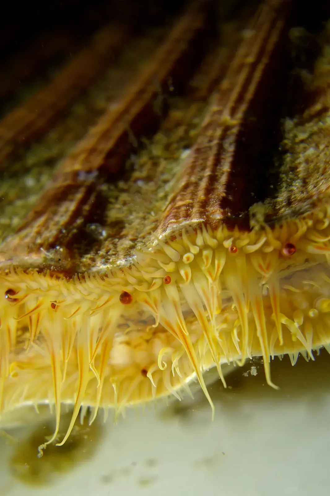 A close-up of a living great scallop's open shell edge, fringed with pale tentacles and a row of tiny shining eyes.