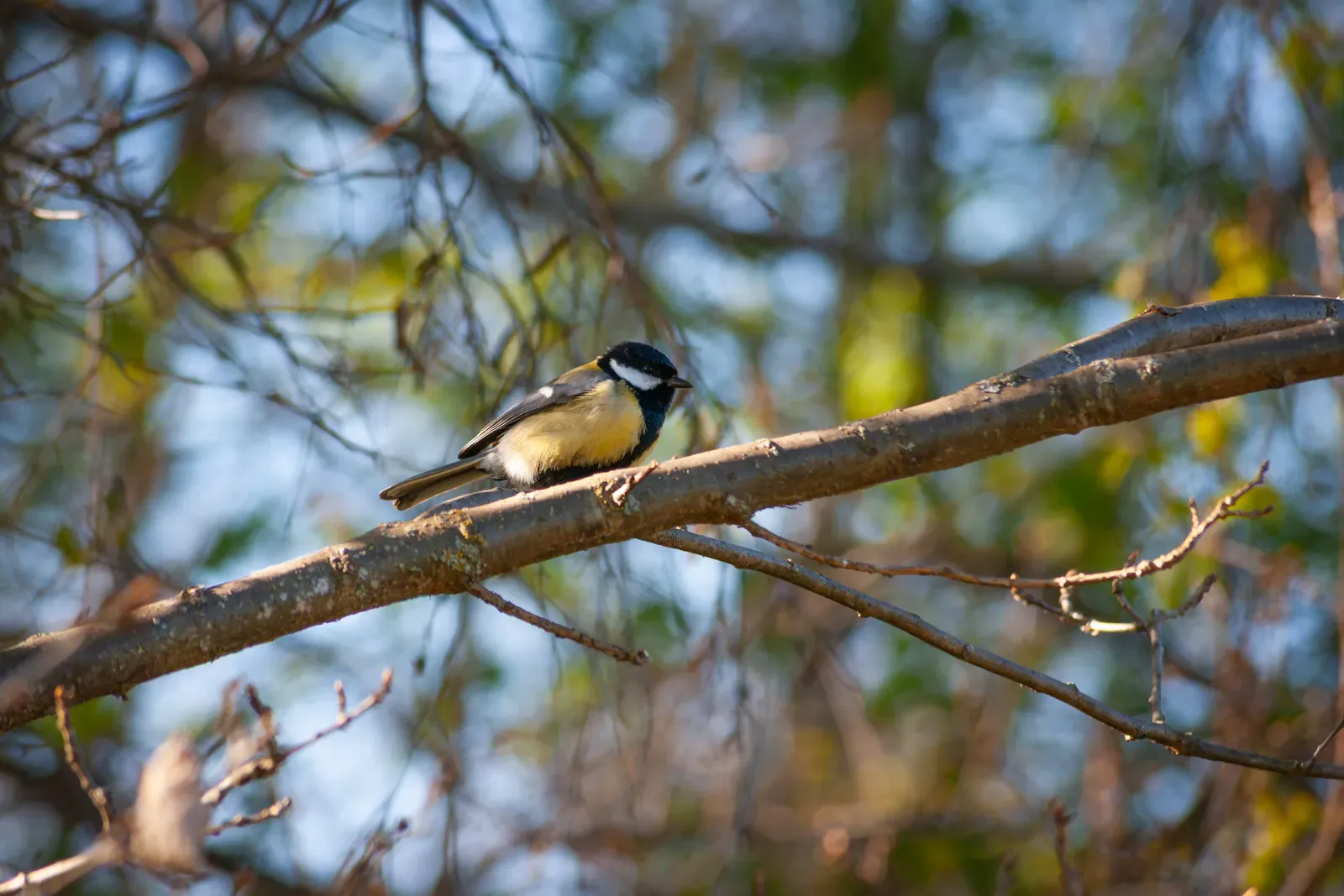 A great tit perched on a branch, showing its yellow chest, black head with white cheeks, and a black stripe down its belly.
