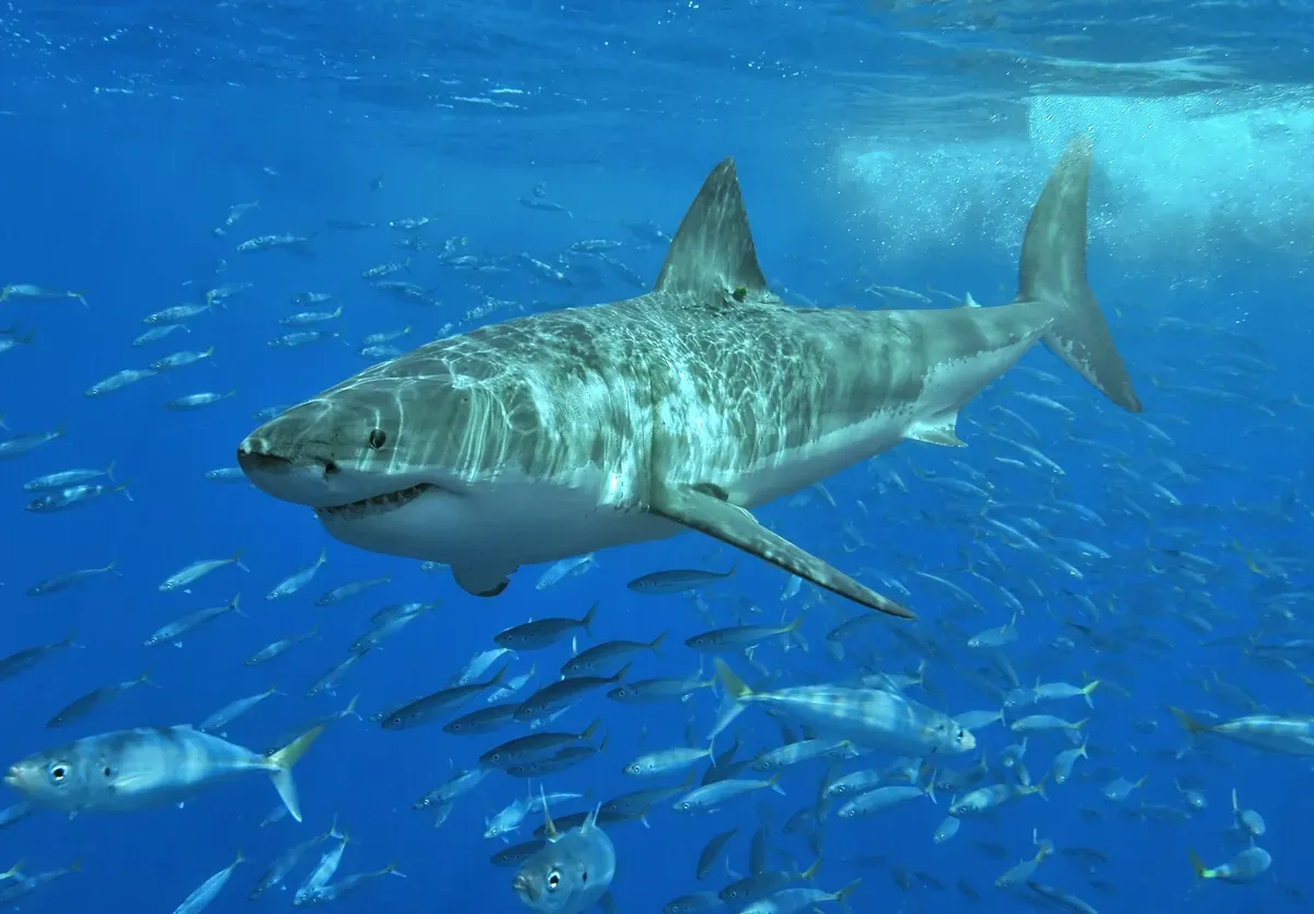 A great white shark swimming through clear blue water among a school of smaller fish, with sunlight rippling across its grey back.