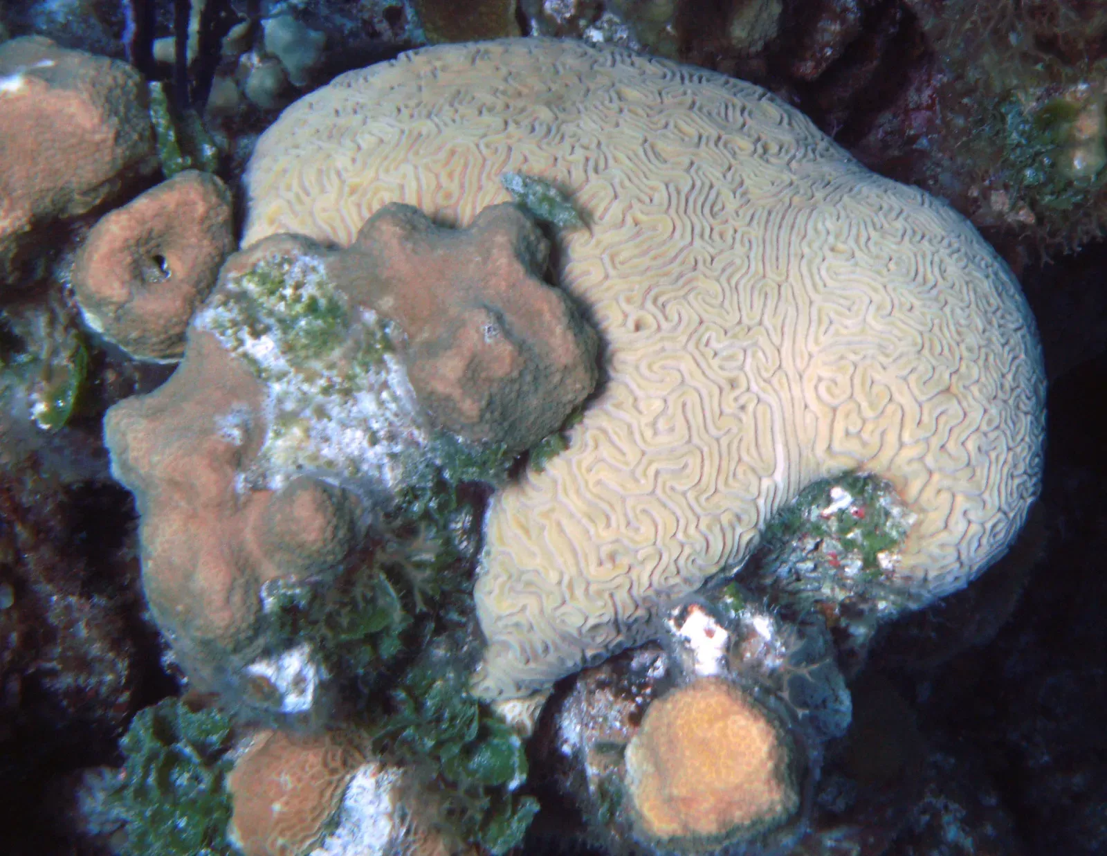 A rounded grooved brain coral on a reef, its cream-coloured surface covered in winding, maze-like ridges that look like a brain.