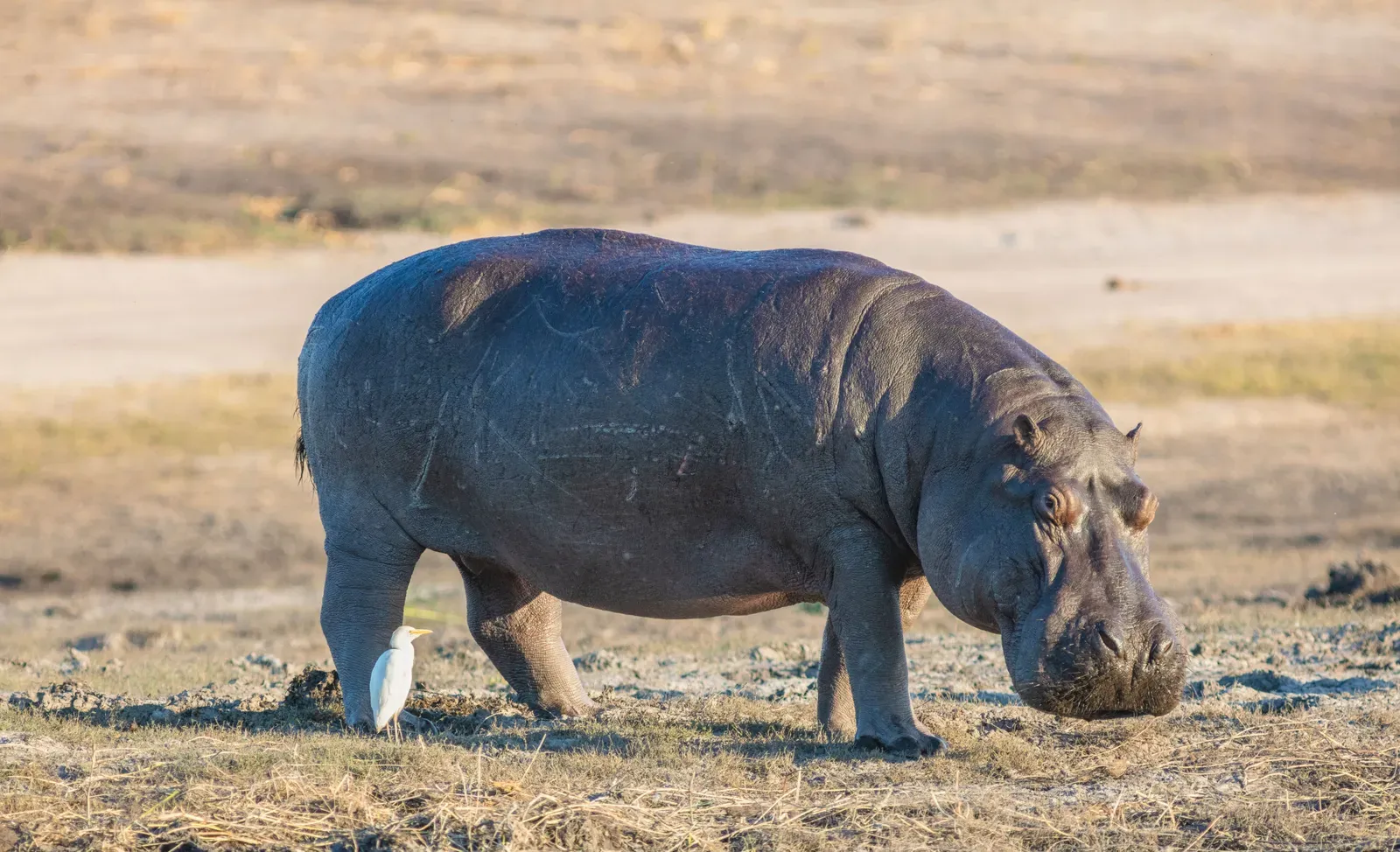 A large hippopotamus grazing on a dry riverbank in warm light, with a small white cattle egret standing beside it.