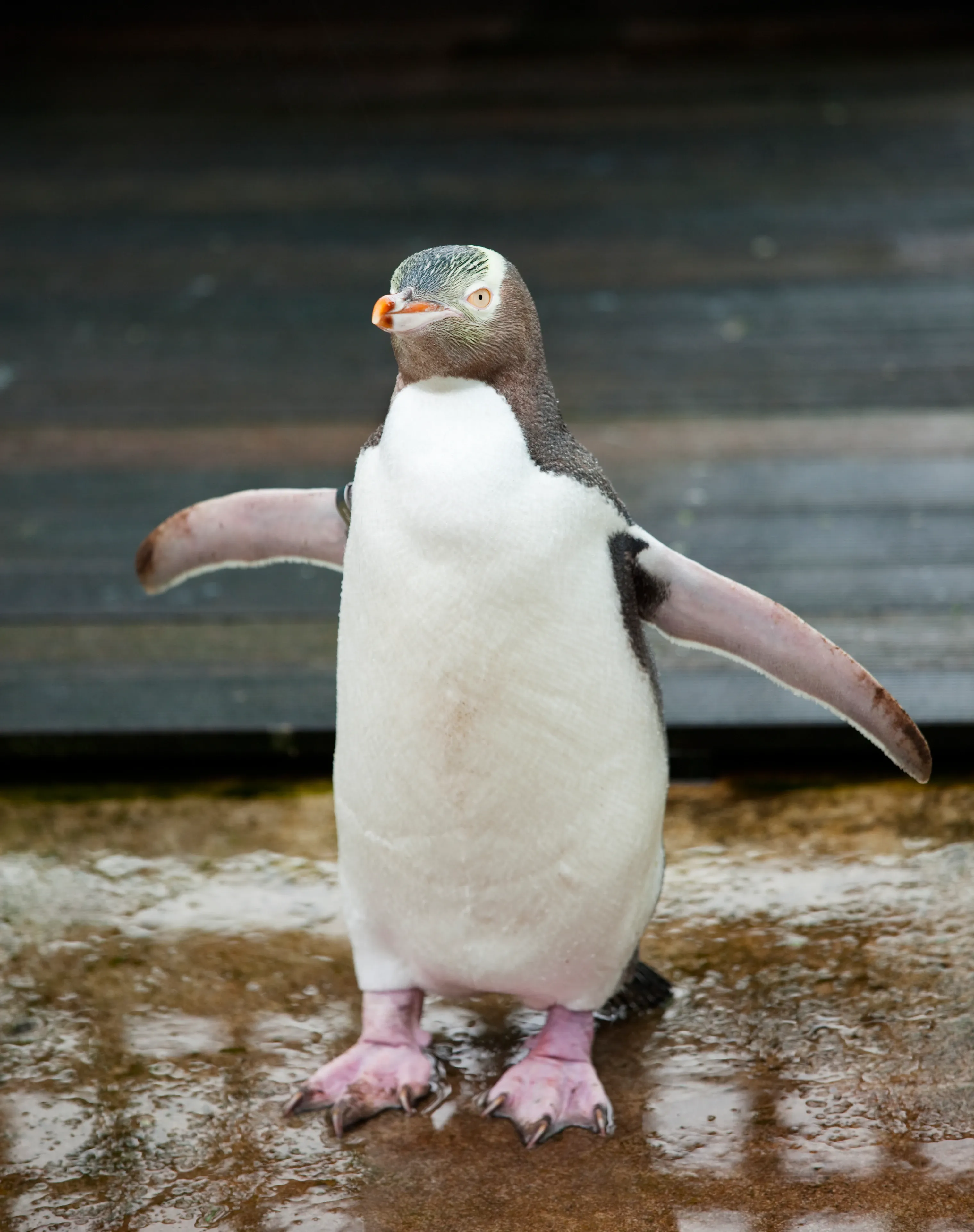 A hoiho standing on a wet stone surface with flippers outstretched, showing pale yellow eyes, a yellow head band, pink feet, and a dark tracking band on one flipper.