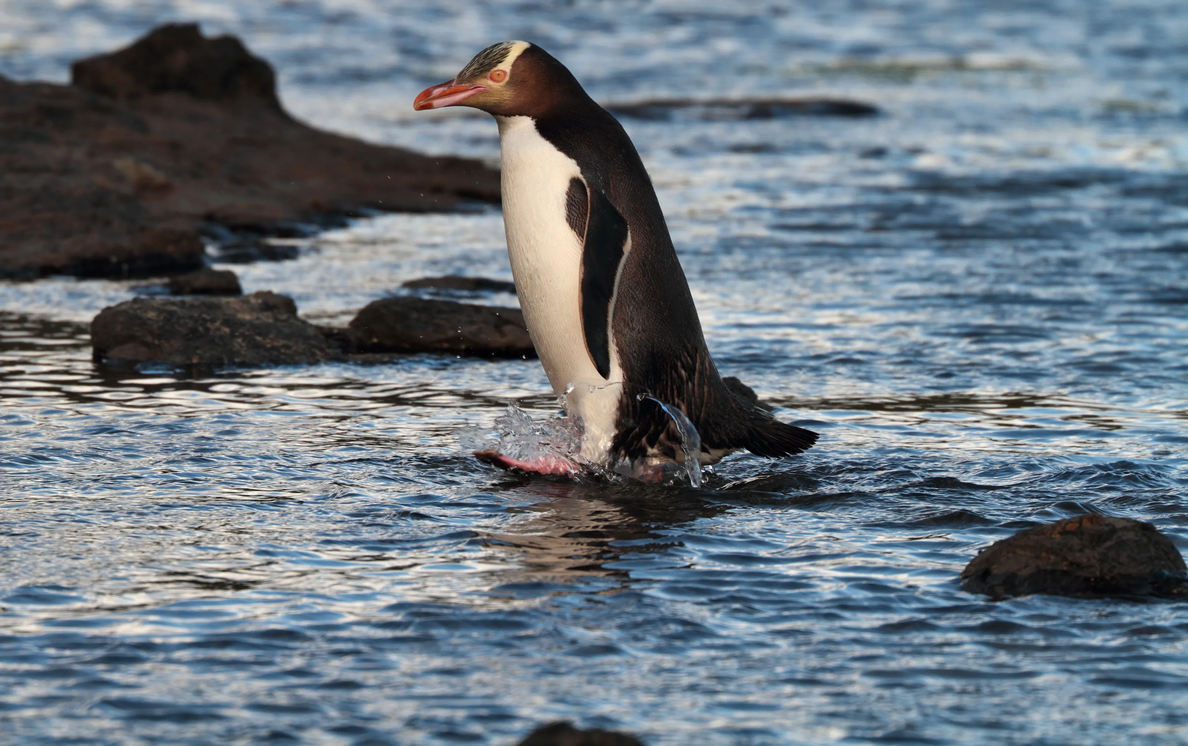 A hoiho wading through shallow coastal water beside dark rocks, stepping forward with a splash, yellow eye band and pink beak clearly visible.