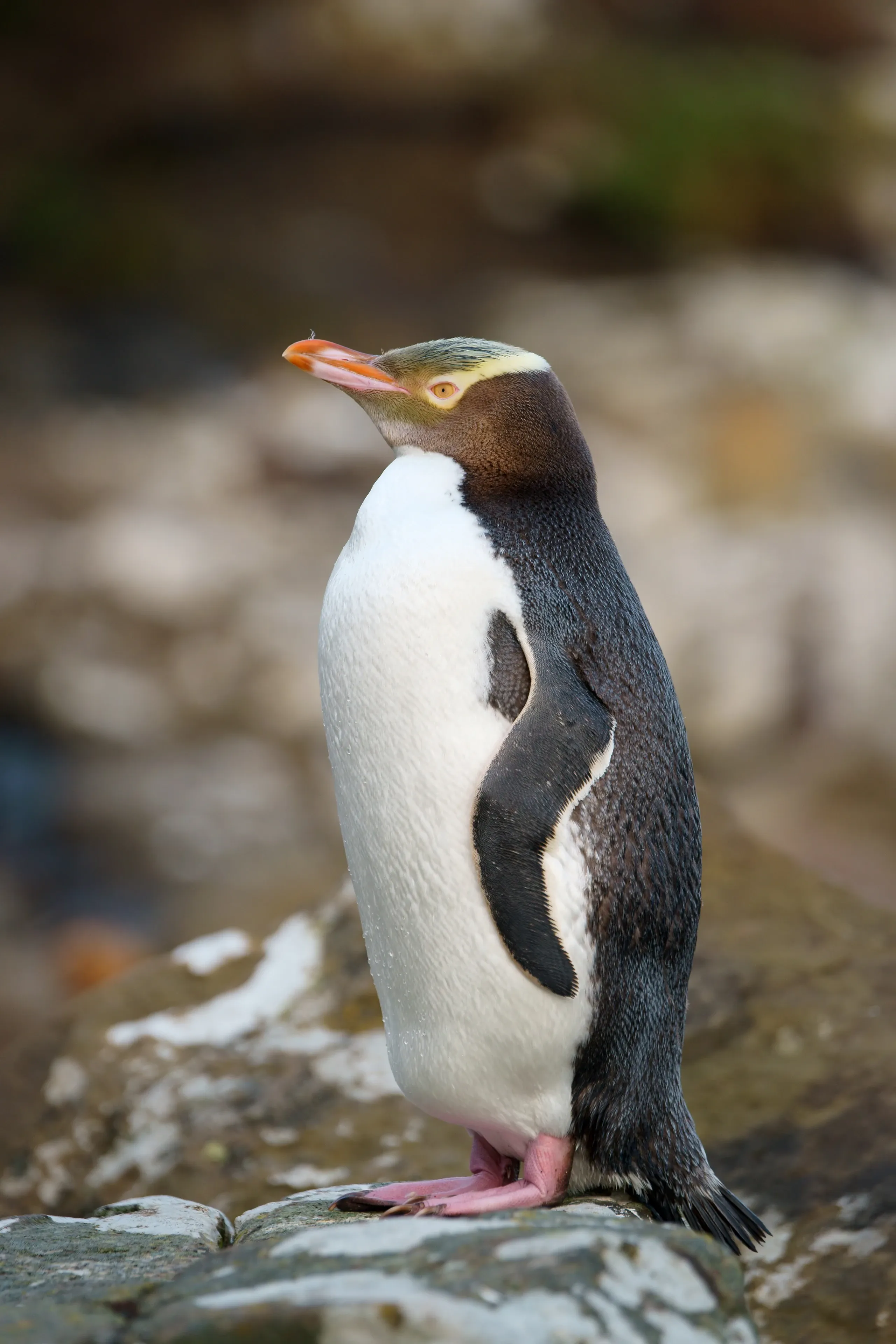 A hoiho standing in profile on a lichen-flecked rock, facing left, with a bright yellow iris, yellow crown band, white belly, and pink webbed feet.