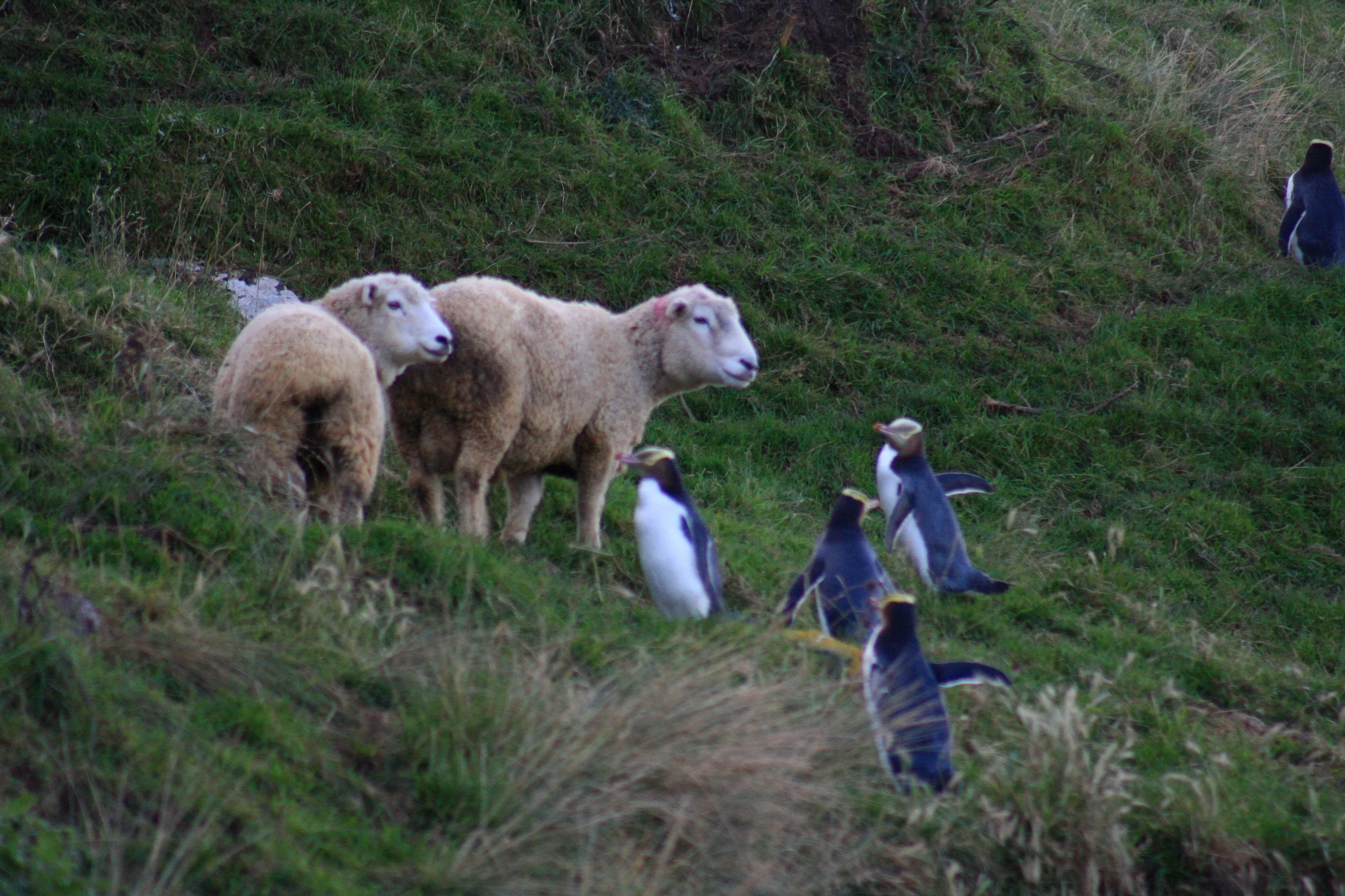 Several hoiho walking up a grassy coastal hillside while two sheep stand nearby, showing the penguins' slate backs, white bellies, and yellow head bands.