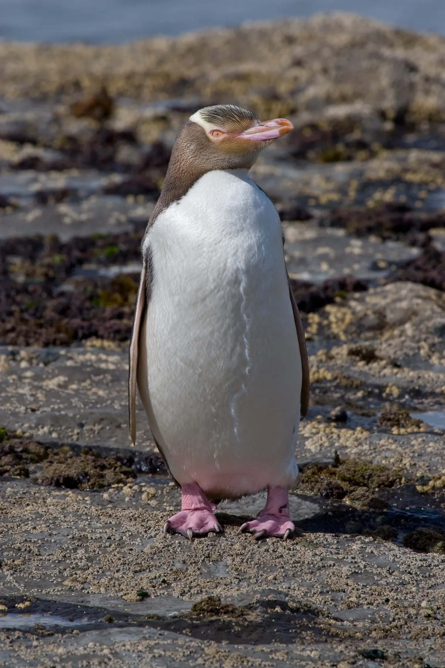 A hoiho, also called a yellow-eyed penguin, standing at Curio Bay in New Zealand, showing its pale yellow eyes and yellow feather band around the head.