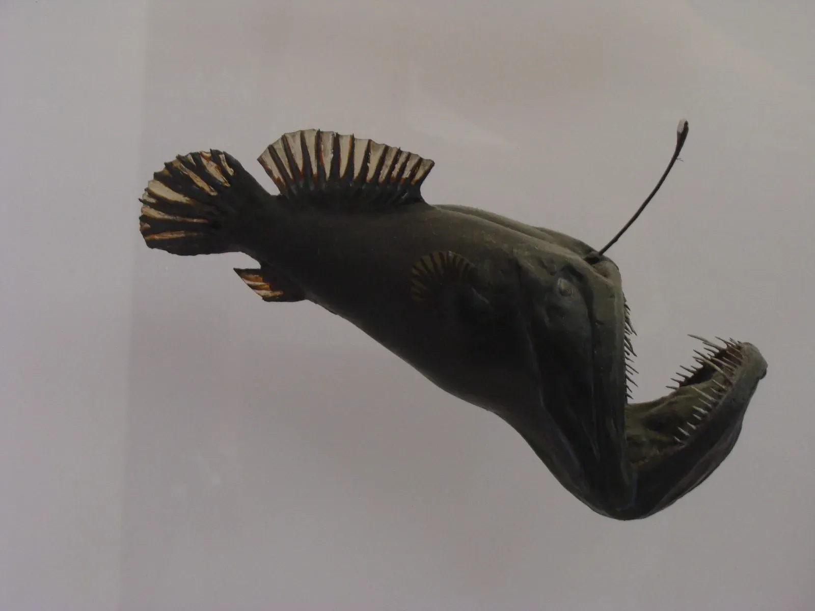 A preserved humpback anglerfish specimen with a large mouth and lure, photographed in the Natural History Museum of London.