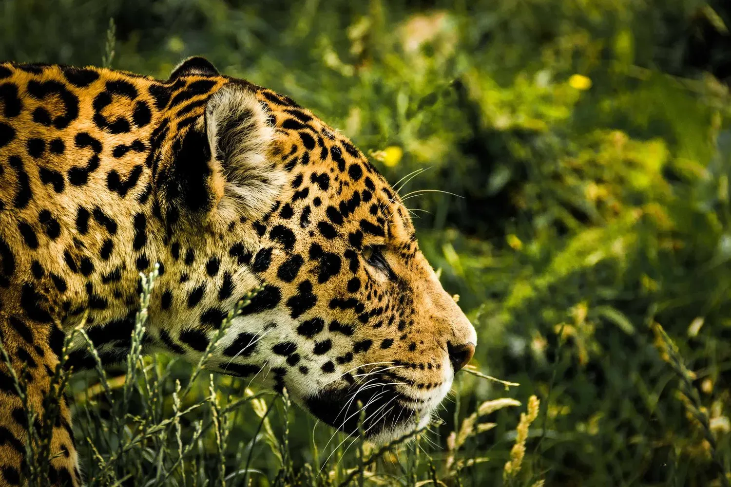 A jaguar's head and shoulder in profile among green grass, its rosettes marked with small spots inside them.