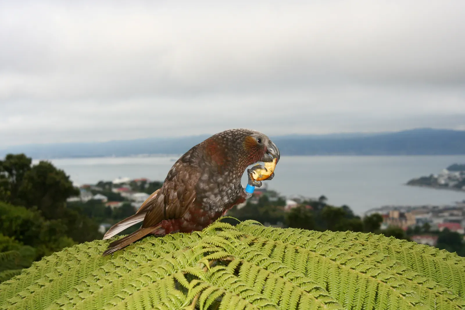 An olive-brown kākā parrot with reddish underparts holding a piece of fruit in its foot, perched on a fern above a coastal city.