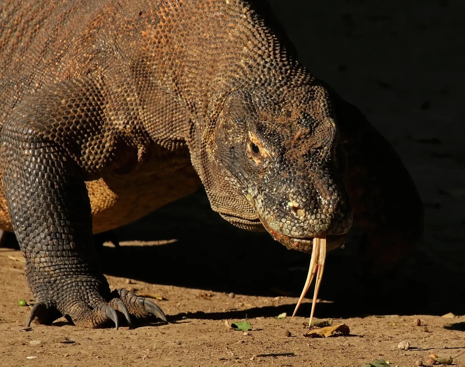 A Komodo dragon standing on leaf litter in Komodo National Park, Indonesia, showing its heavy grey-brown body and long tail.