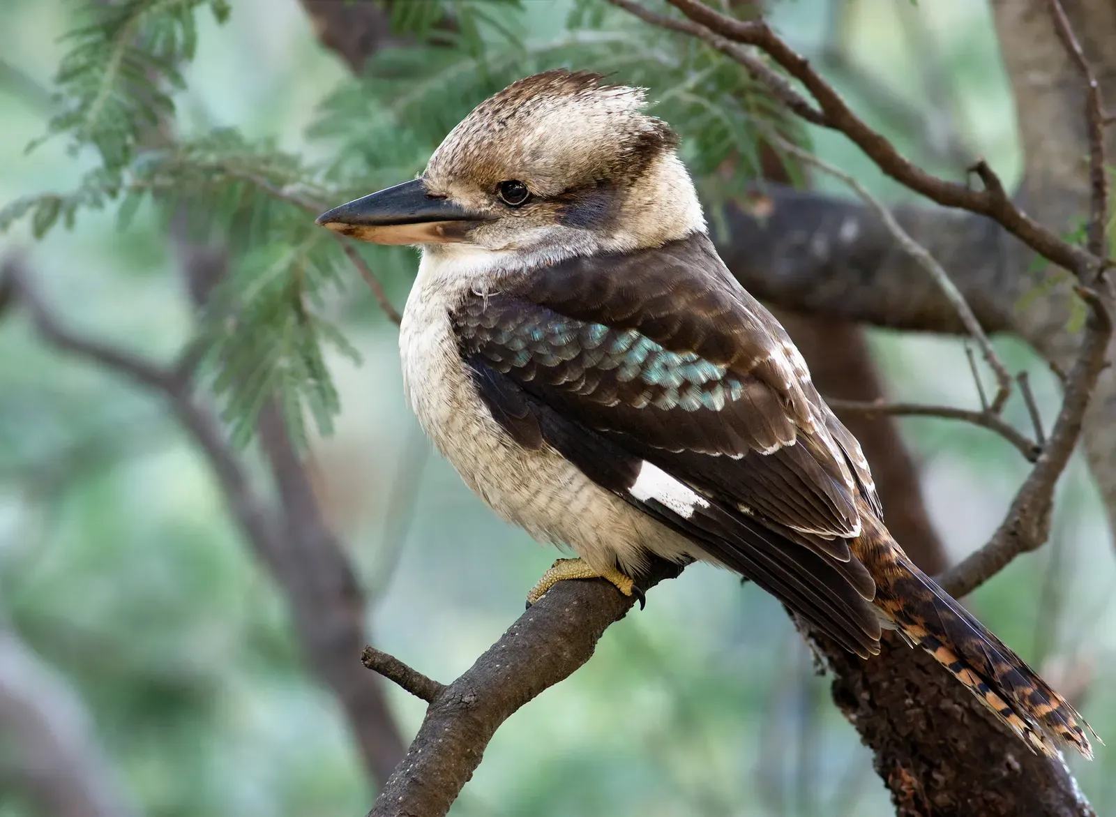 A laughing kookaburra perched on a silver wattle branch, showing its large beak, dark eye-stripe and blue-green wing feathers.