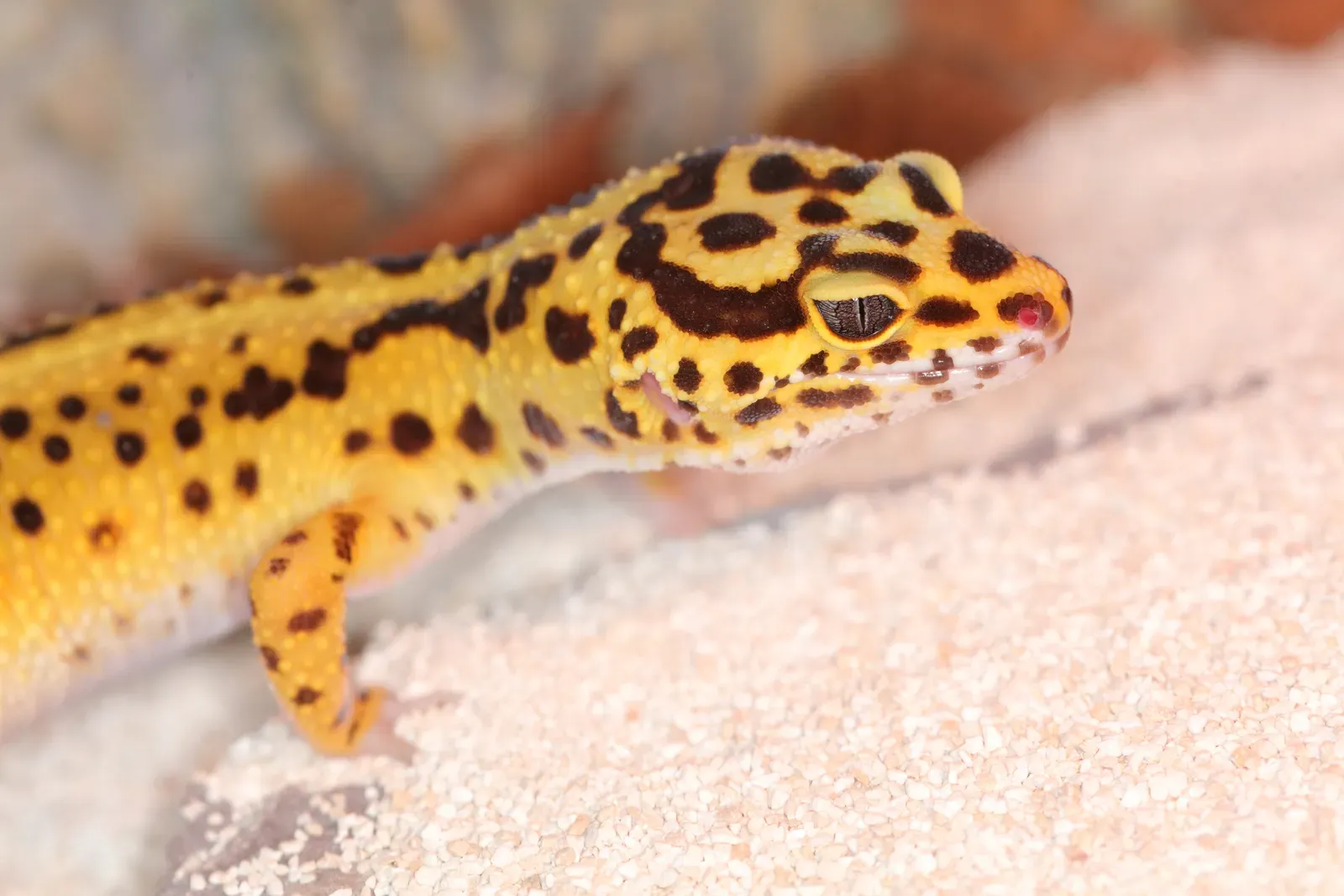 A juvenile leopard gecko with yellow skin and dark spots resting on a textured surface.