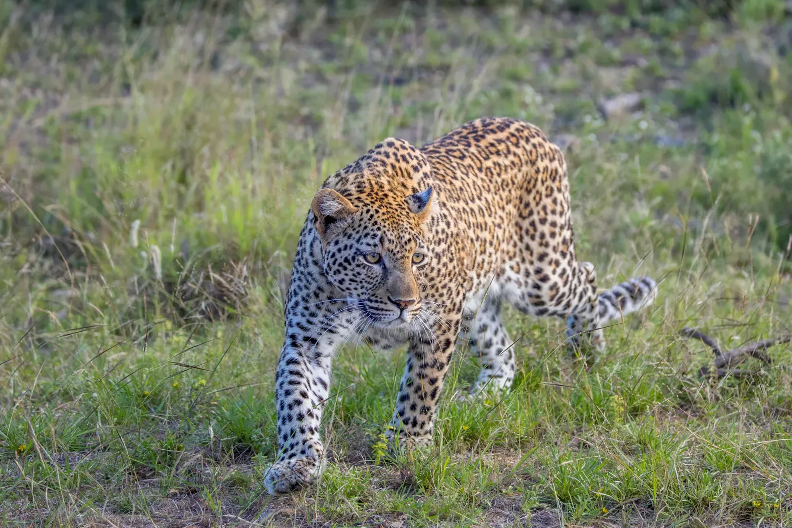 A leopard with a golden rosette-patterned coat walking through green grass, looking toward the camera.