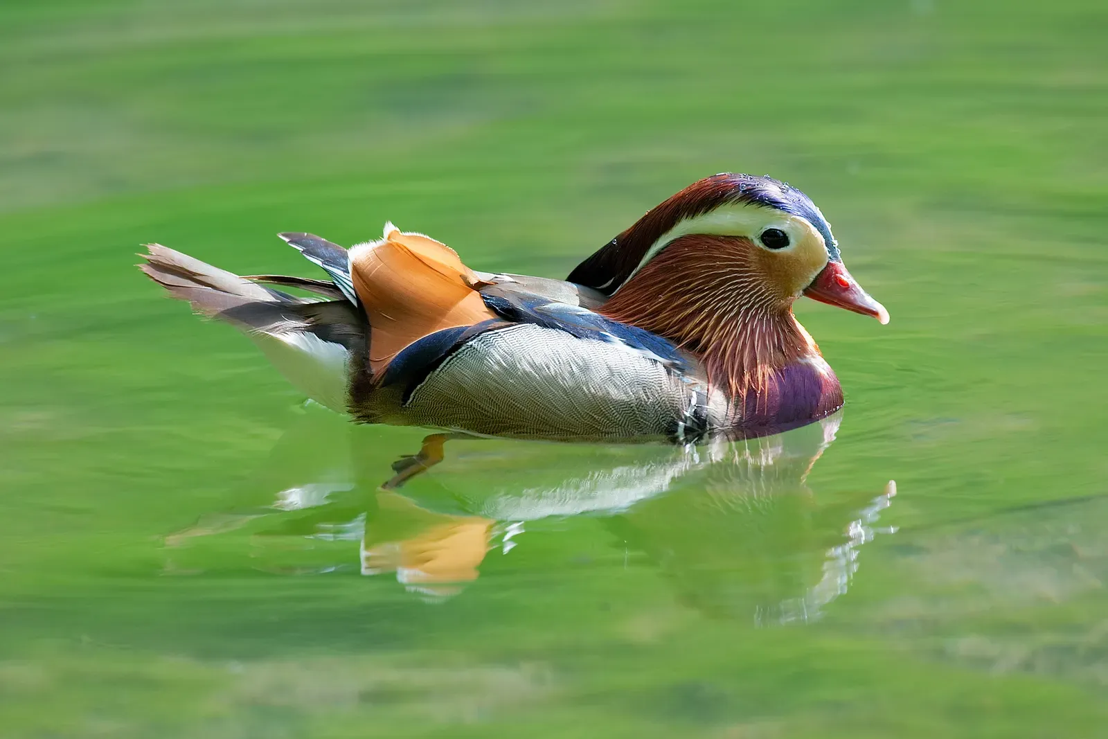 A male mandarin duck on water, showing orange sail feathers, a red bill, and a white eye-stripe.