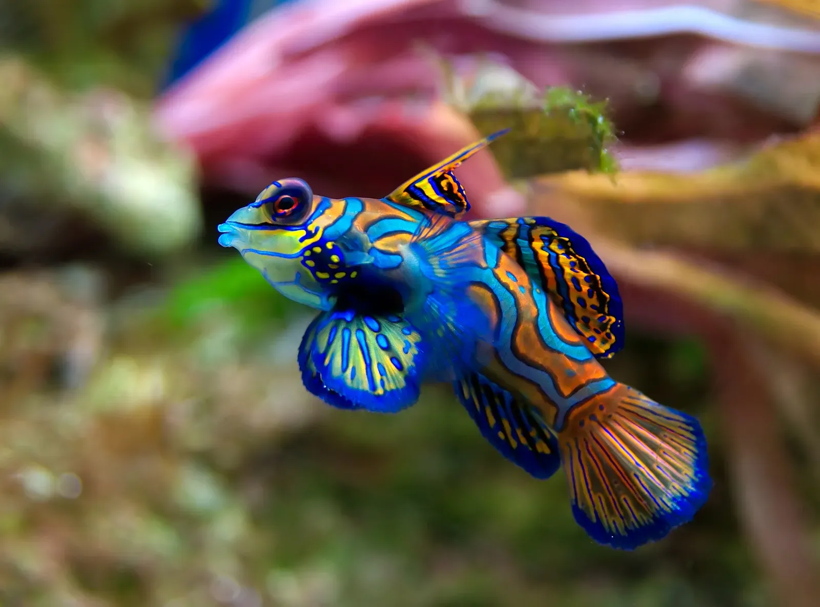 A tiny mandarinfish patterned with swirling blue, orange and green stripes, hovering over a coral reef.
