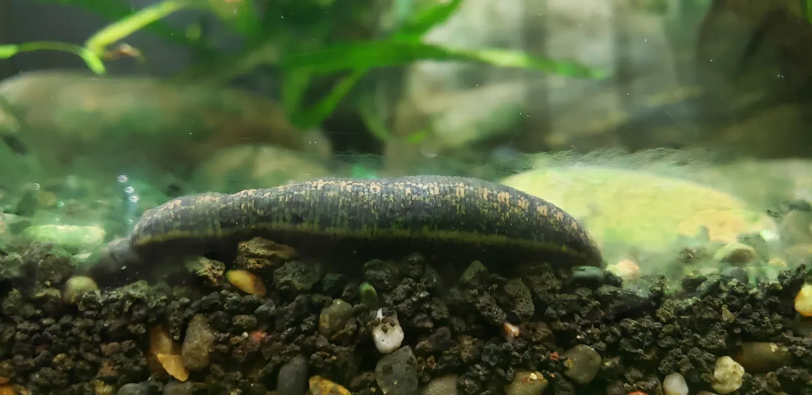 A European medicinal leech with an olive-green body and orange stripes stretched out against a pale background.