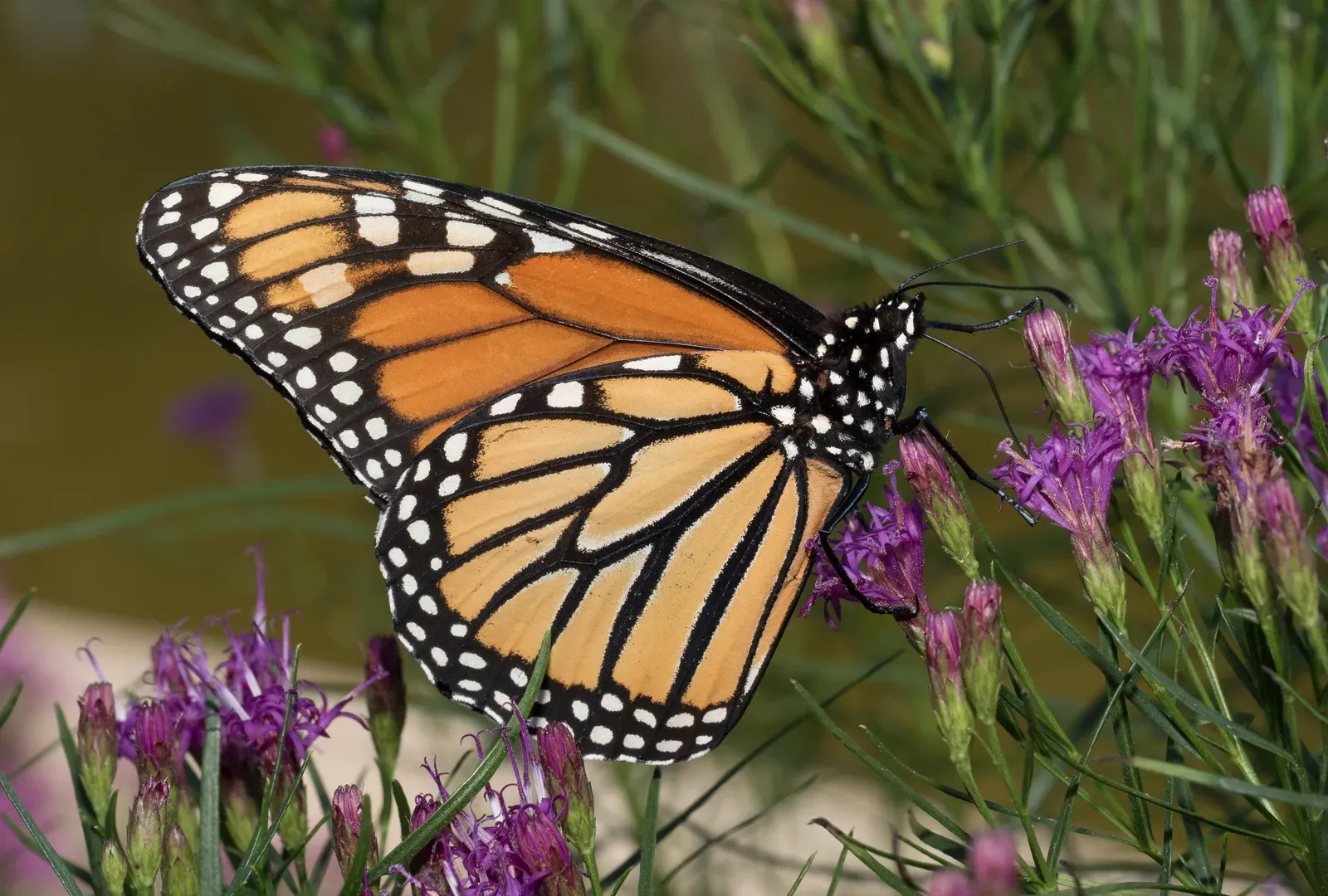 A monarch butterfly with orange wings marked by black veins and white-spotted black borders, perched among leaves at Brooklyn Botanic Garden.