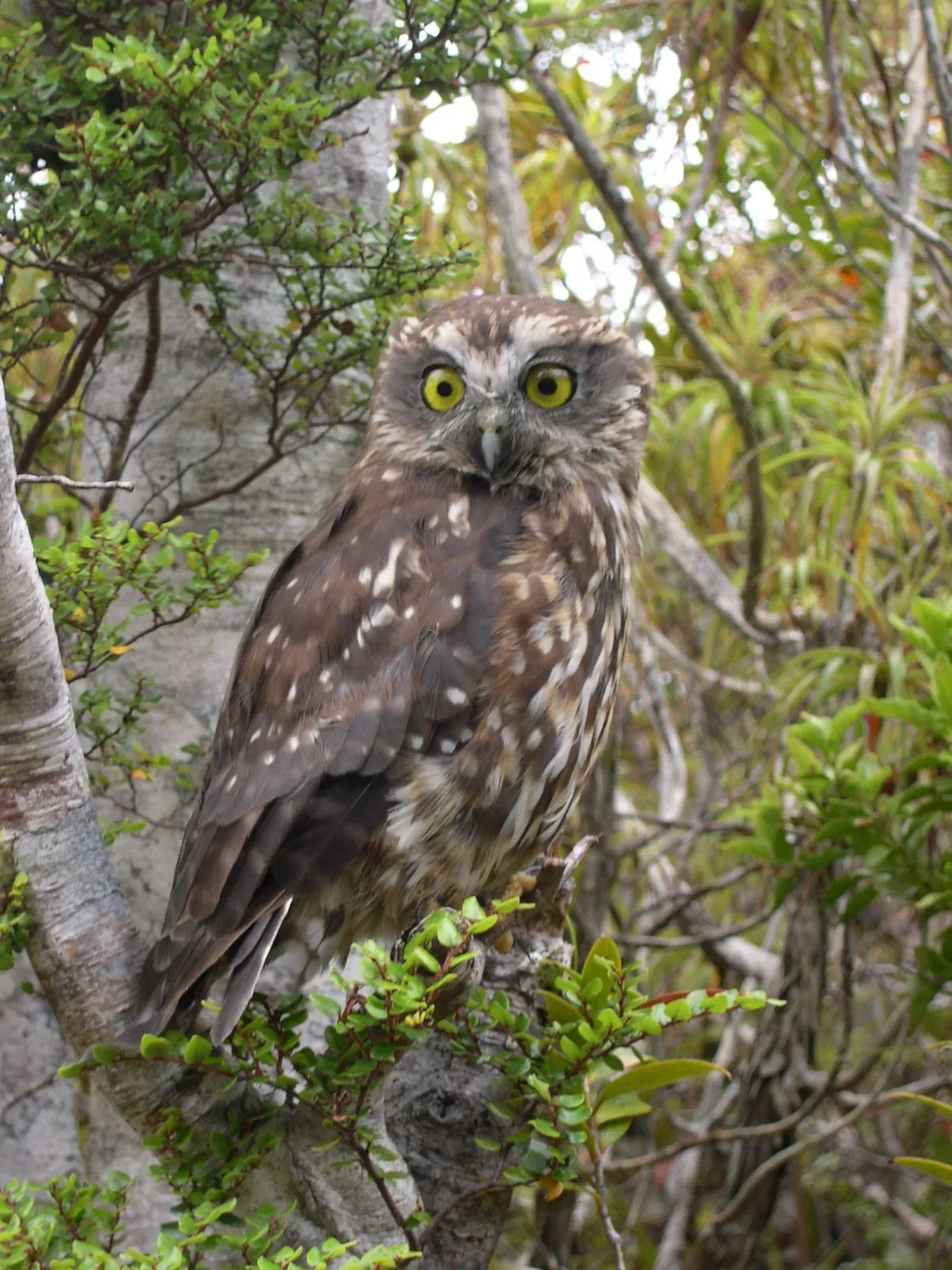 A small brown morepork owl with bright yellow eyes and white-speckled feathers, perched among the green leaves of a native forest.
