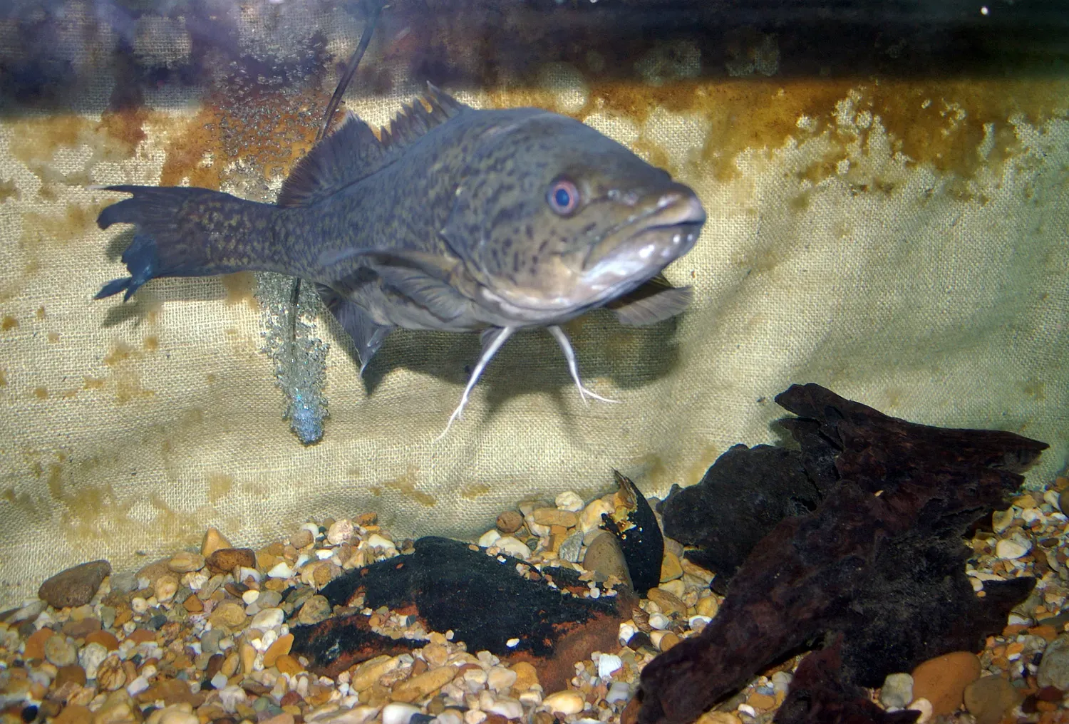 A young Murray cod with a mottled greenish-brown body and rounded fins, hovering over a pebbly aquarium floor.