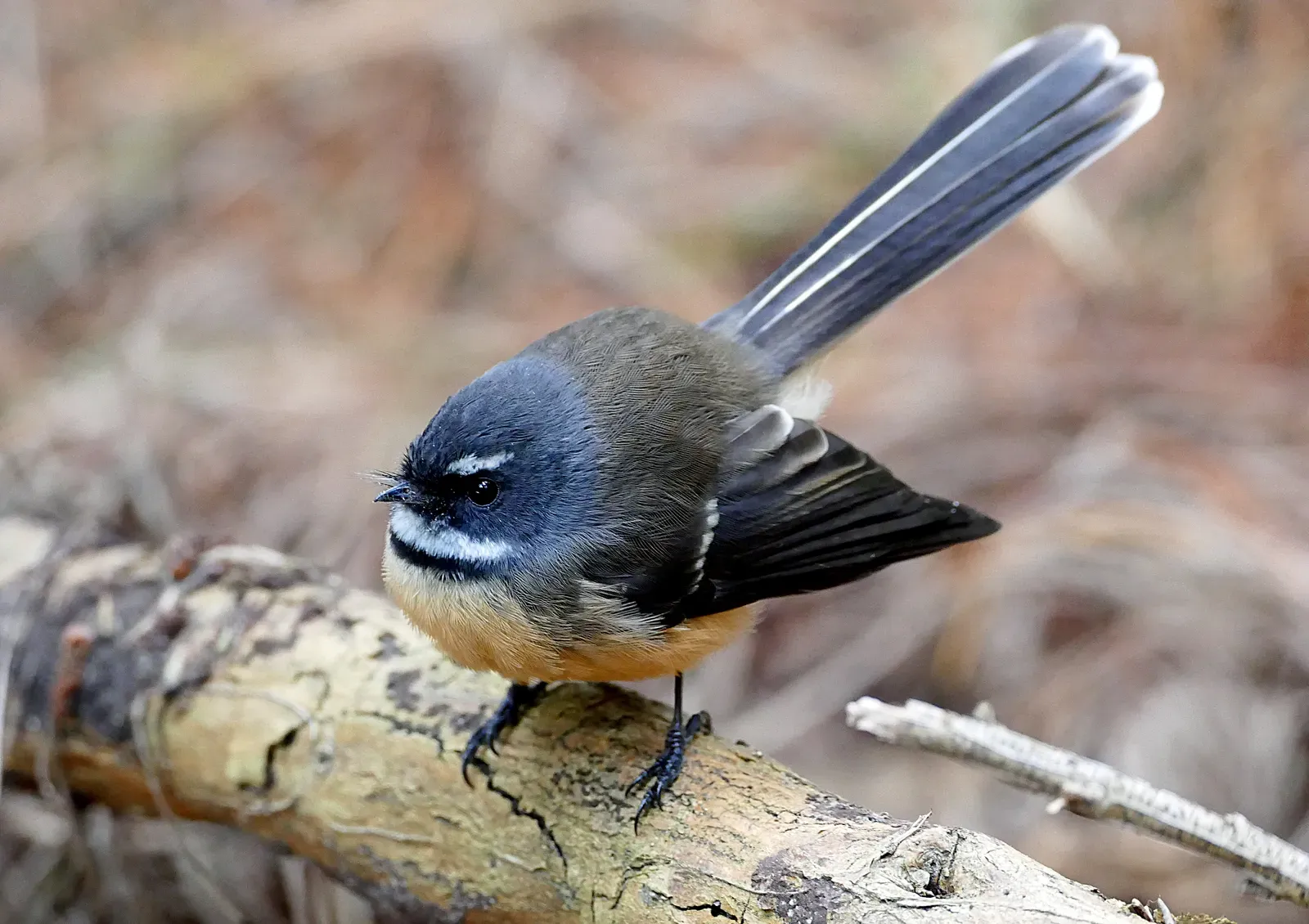 A tiny New Zealand fantail perched on a mossy branch with its long tail spread wide like an open fan.