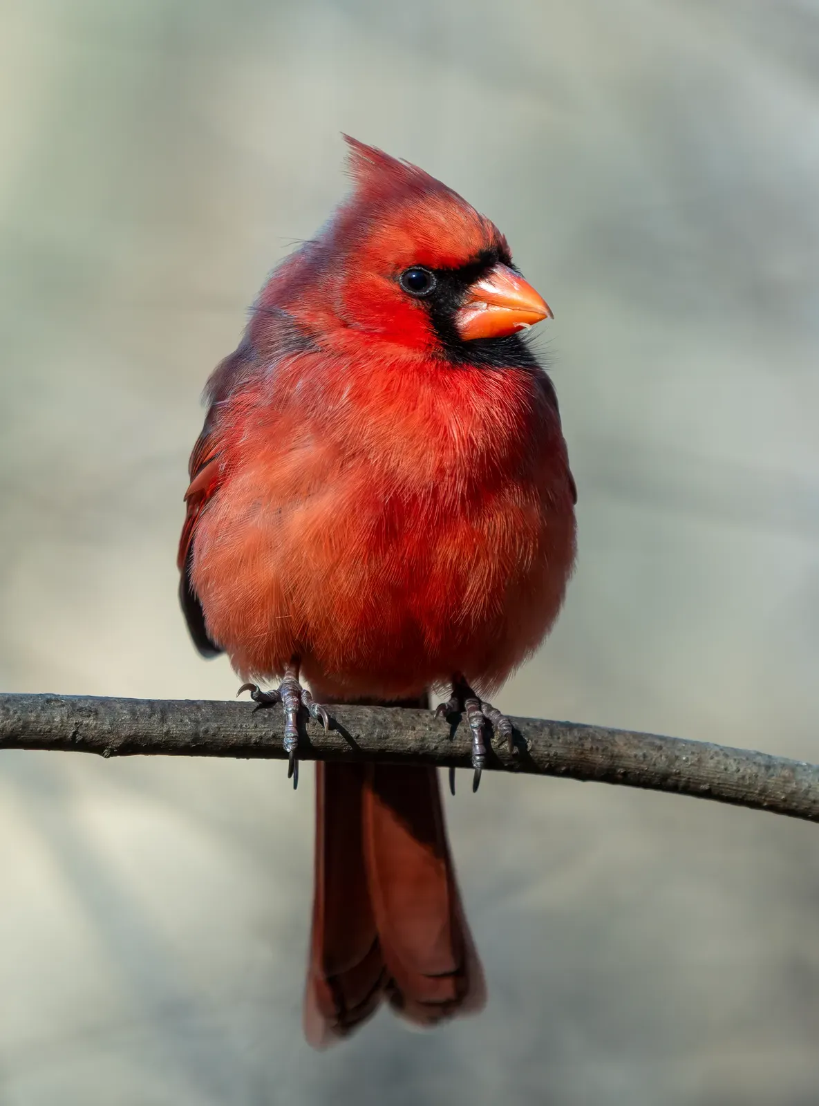 A bright red male northern cardinal with a pointed crest and black face mask, perched on a bare twig.