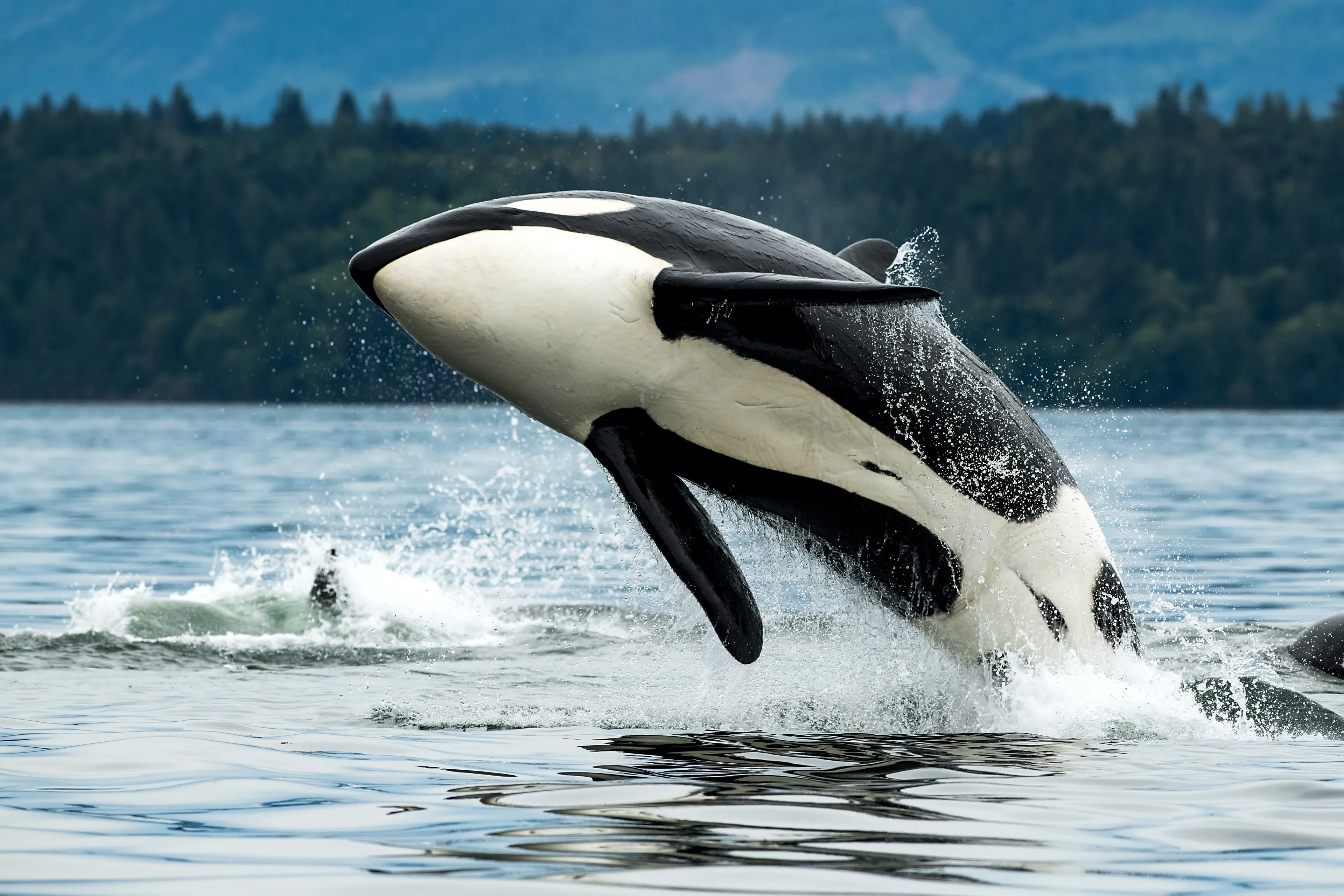 Two orcas leaping clear of the water, showing glossy black backs, white eye patches and tall dorsal fins.
