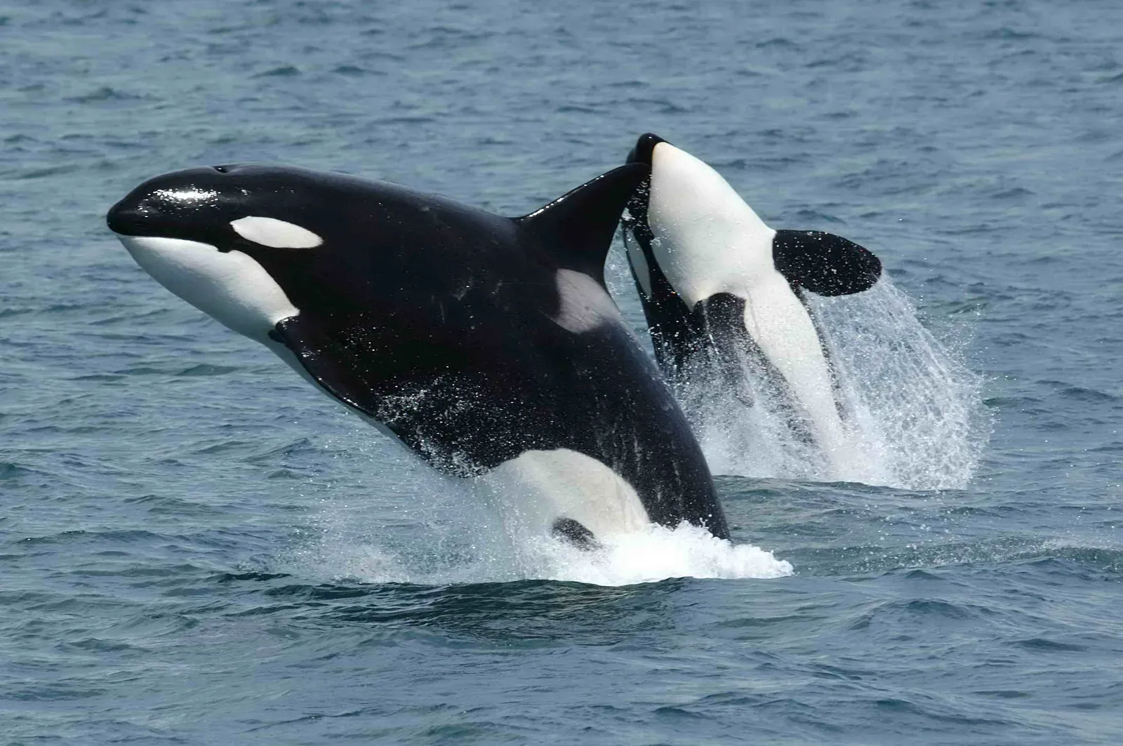 Two orcas leaping clear of the water, showing glossy black backs, white eye patches and tall dorsal fins.