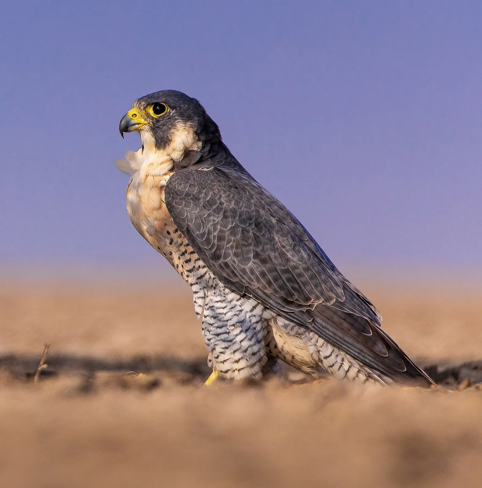 A male peregrine falcon in profile with a slate-grey back, black moustache stripe and barred pale breast, photographed at the Rann of Kutch.