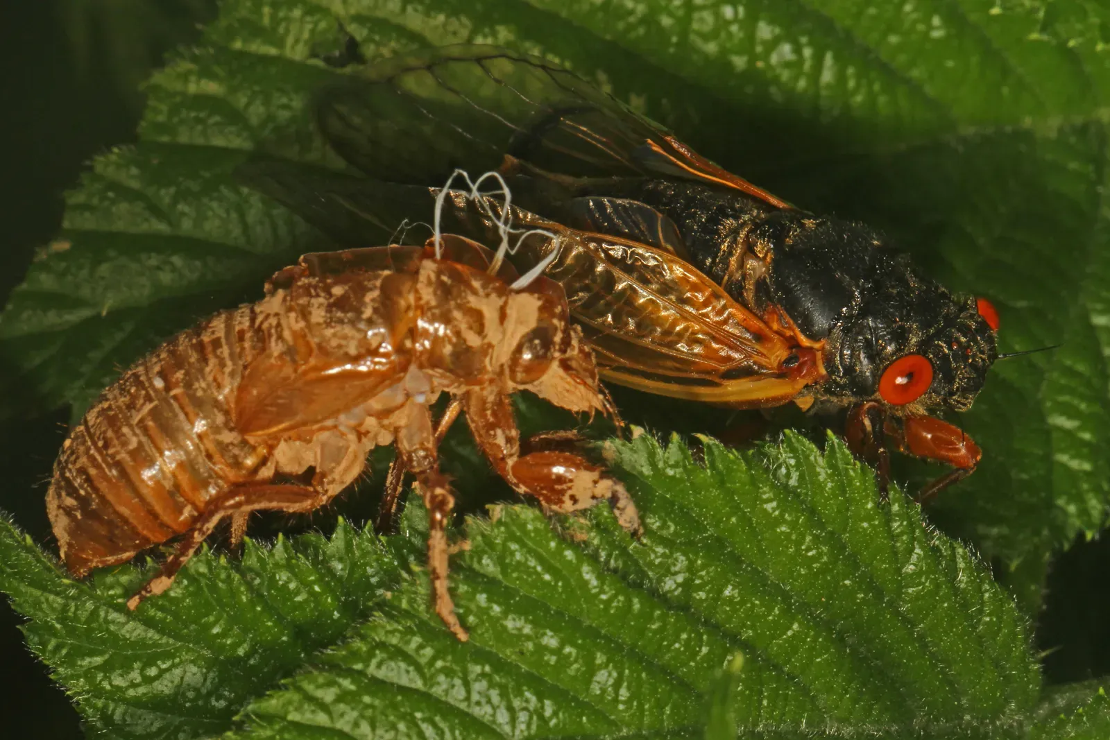 A freshly emerged periodical cicada with a black body, orange-veined wings and bright red eyes, resting on a leaf beside the empty shell it climbed out of.