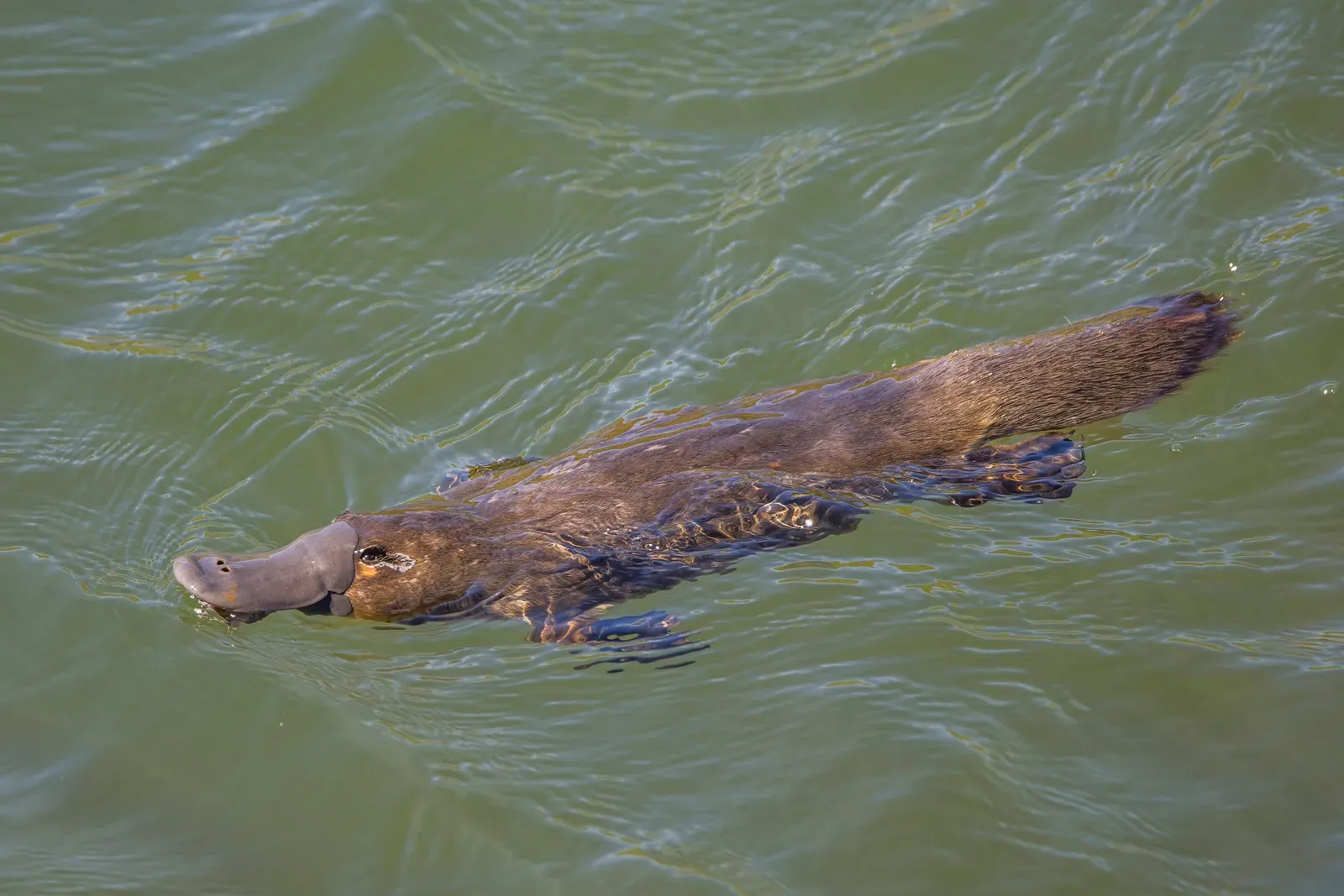 A platypus swimming at the surface of green water, showing its flat duck-like bill, webbed feet and paddle tail.