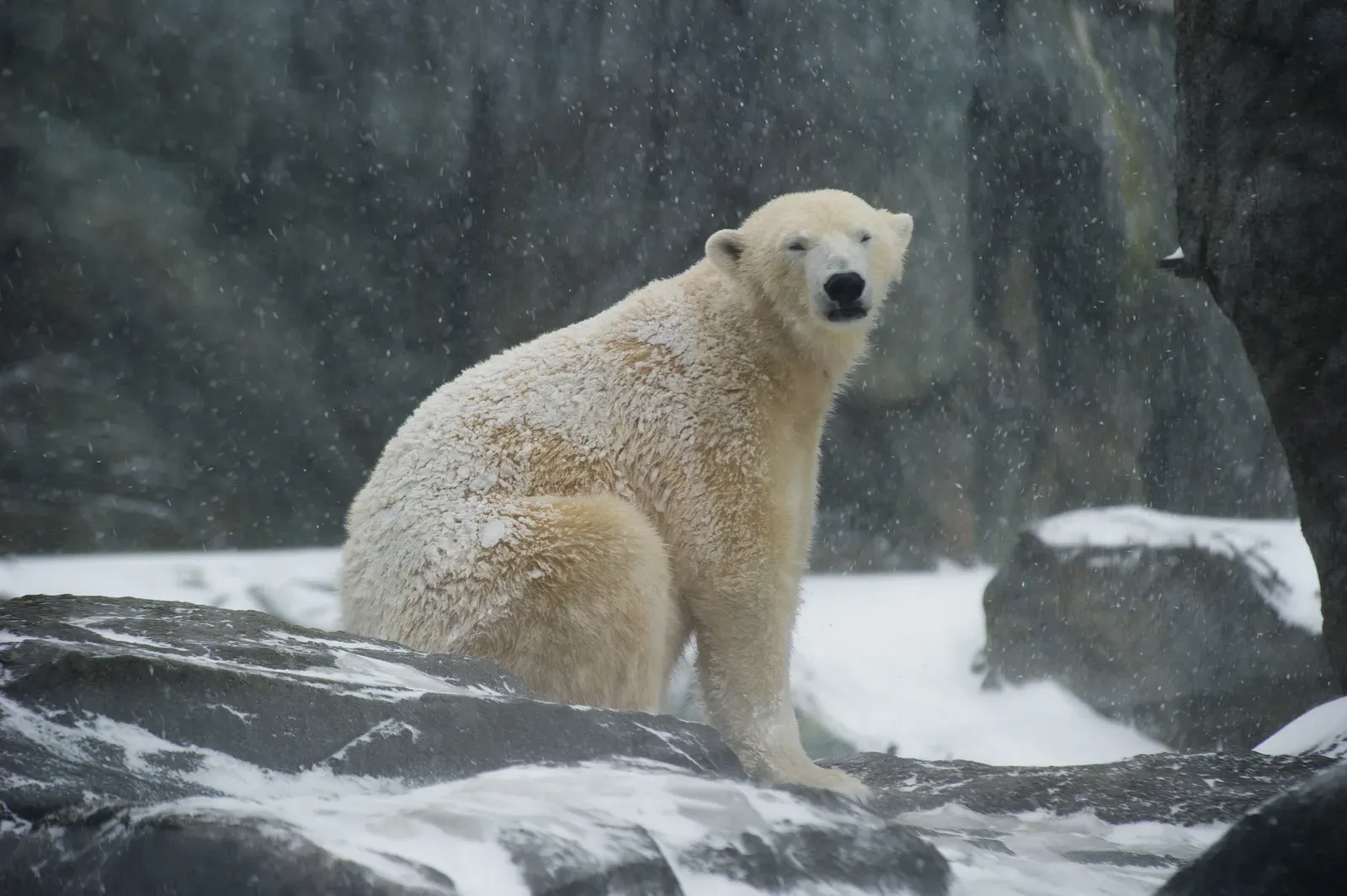 A polar bear sitting on snow-dusted rocks in falling snow, looking toward the camera.