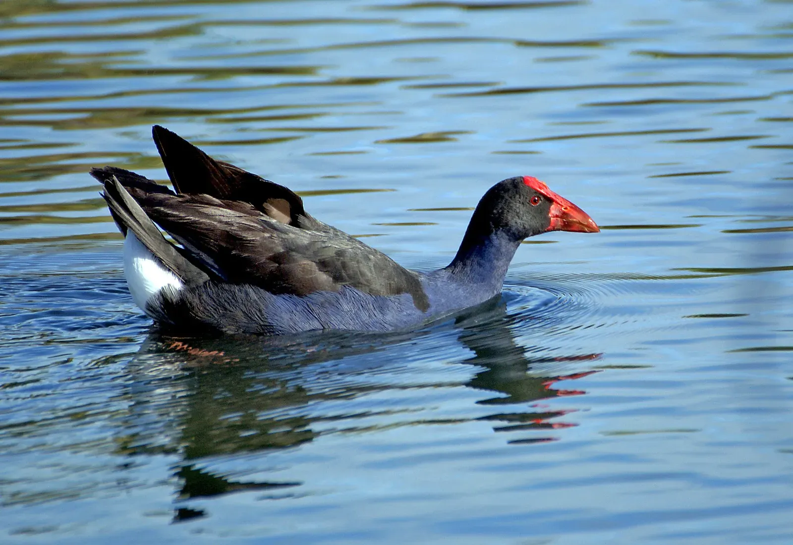 A pūkeko with deep blue-purple underparts and a bright red bill and forehead shield, swimming across calm blue water.