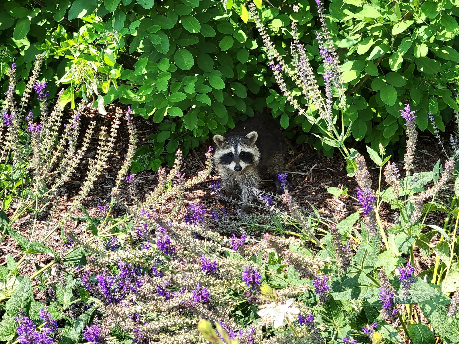 A young raccoon with a black face mask peeking out from a garden bed of purple flowering plants.