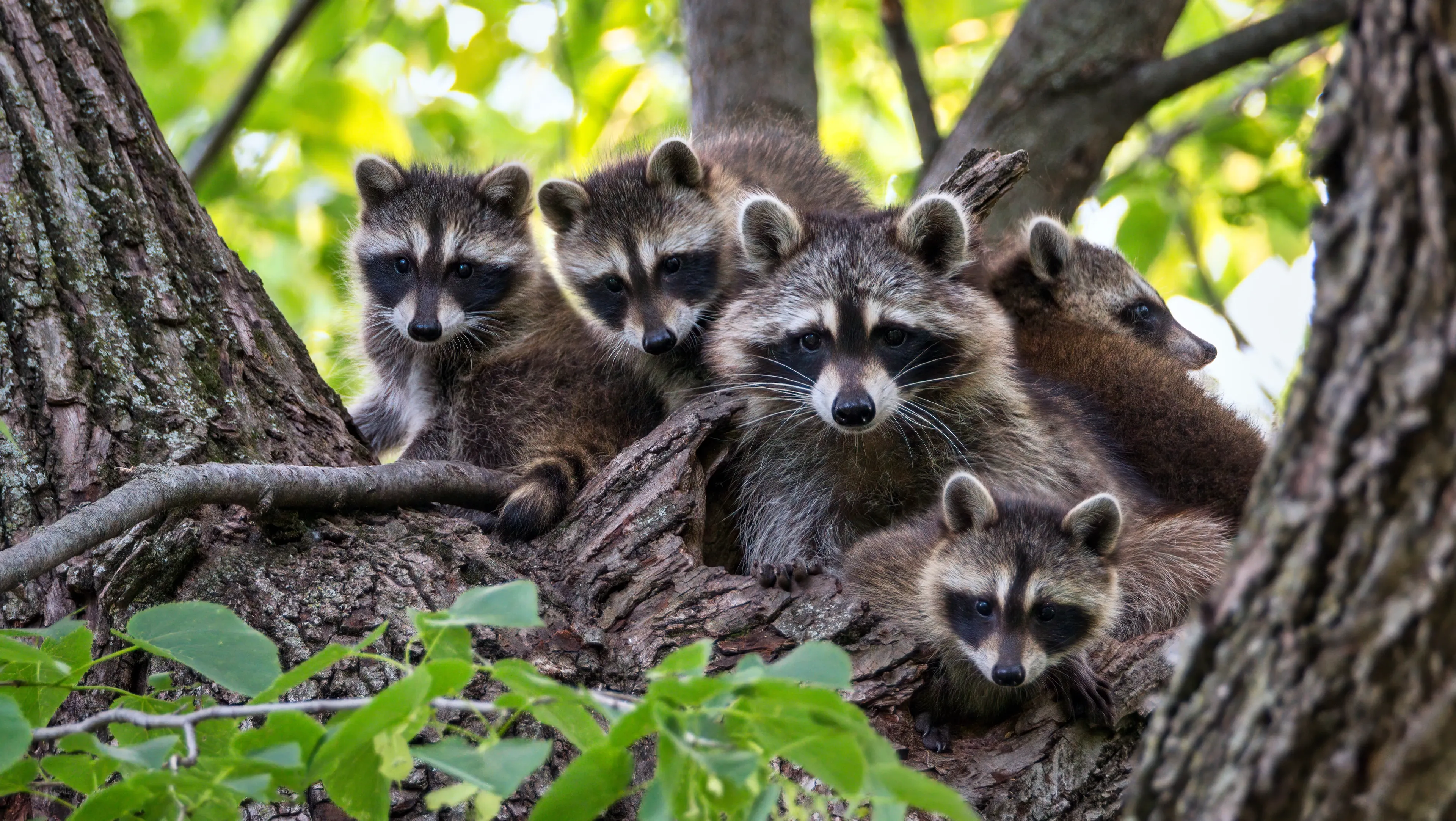 A family of five raccoons, including an adult and four kits, huddled together in the thick branches of a sunlit tree.