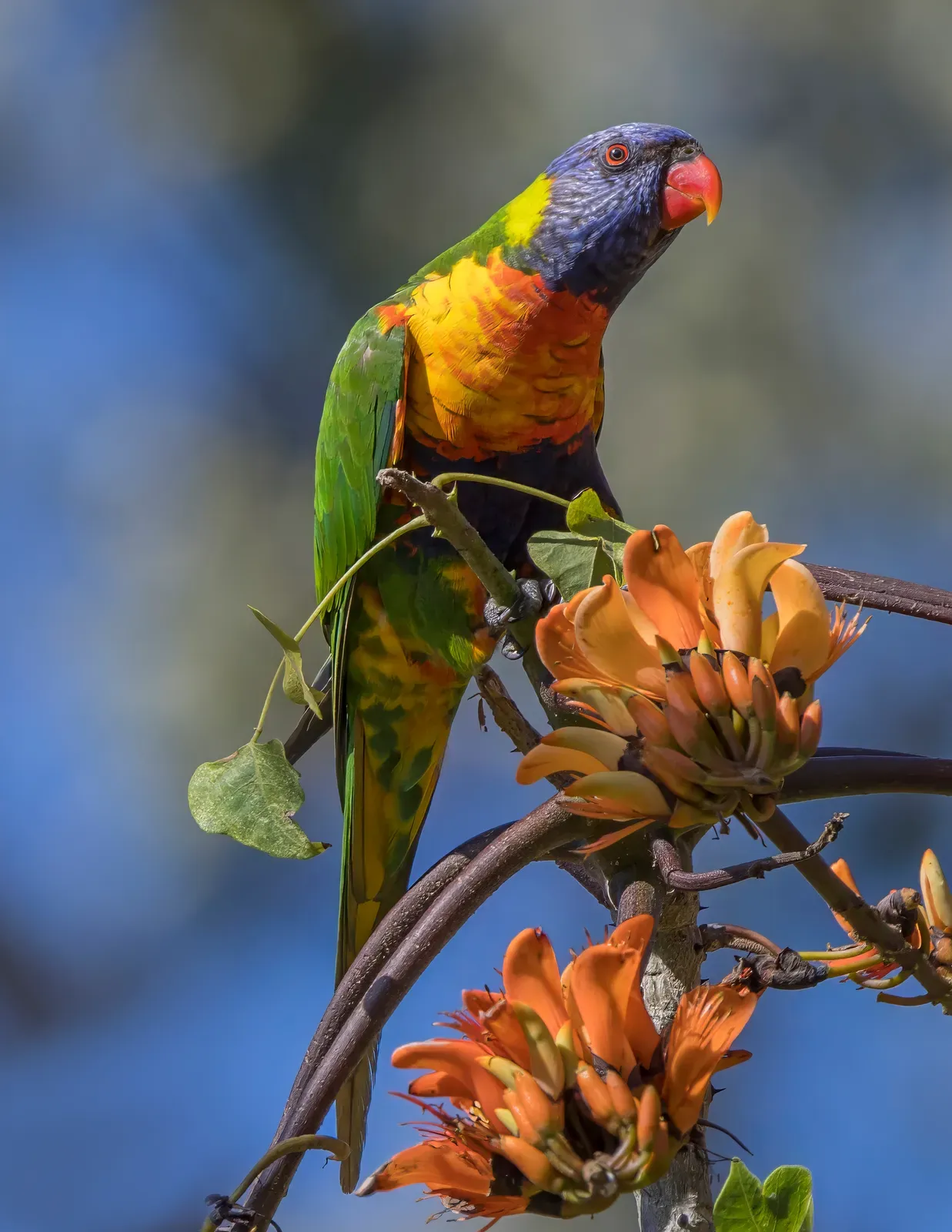 A rainbow lorikeet with a blue head, orange-red beak, green wings and yellow-orange breast perched beside orange flowers.