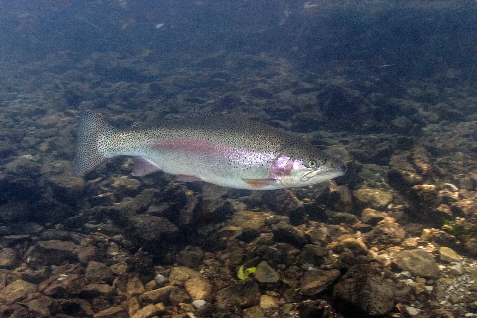 A rainbow trout swimming in clear water over a cobbled riverbed, its silver body flecked with black spots and a pink stripe along its side.