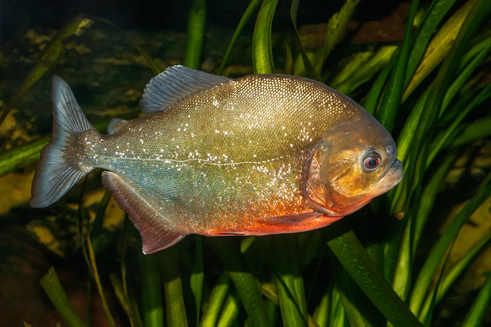 A red-bellied piranha in an aquarium, its deep silvery body flecked with gold and flushed red-orange along the belly.