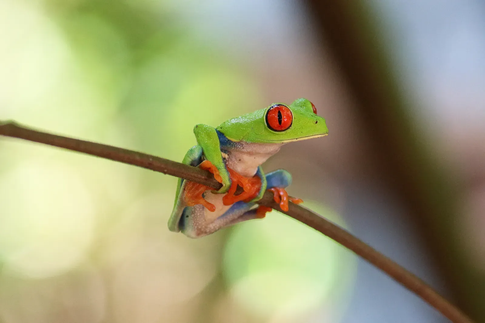 A bright green red-eyed tree frog with large red eyes and orange toe pads gripping a thin branch.