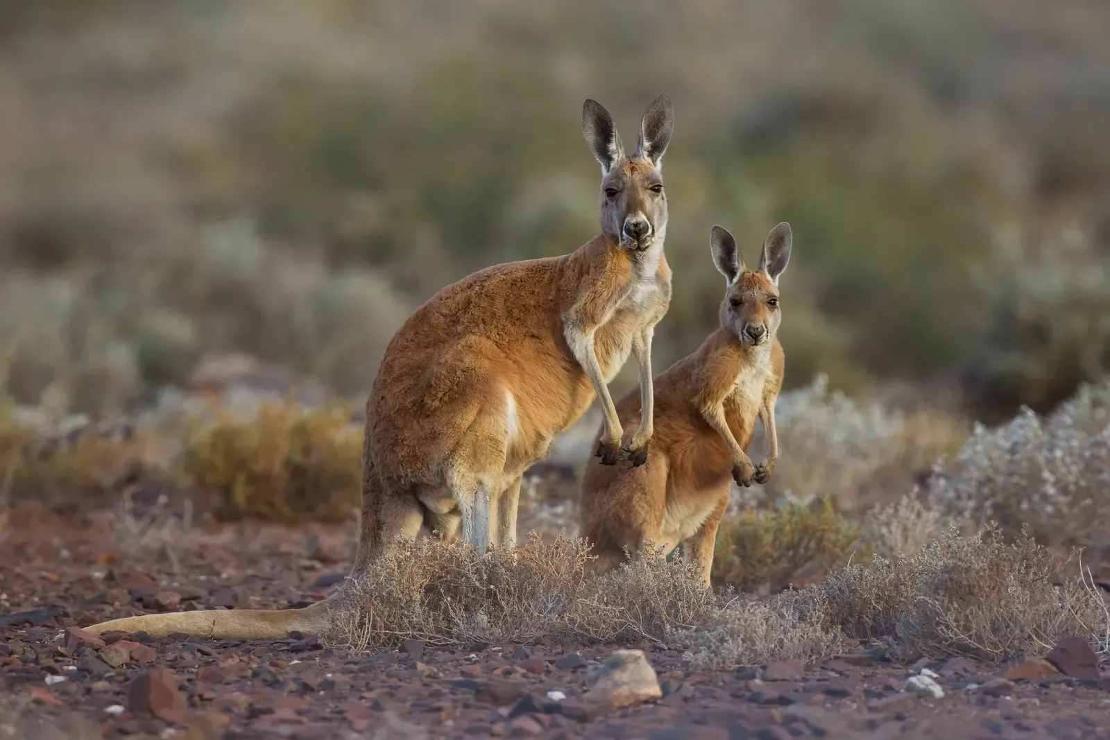 An adult and a young red kangaroo standing together among low scrub in Sturt National Park, New South Wales.