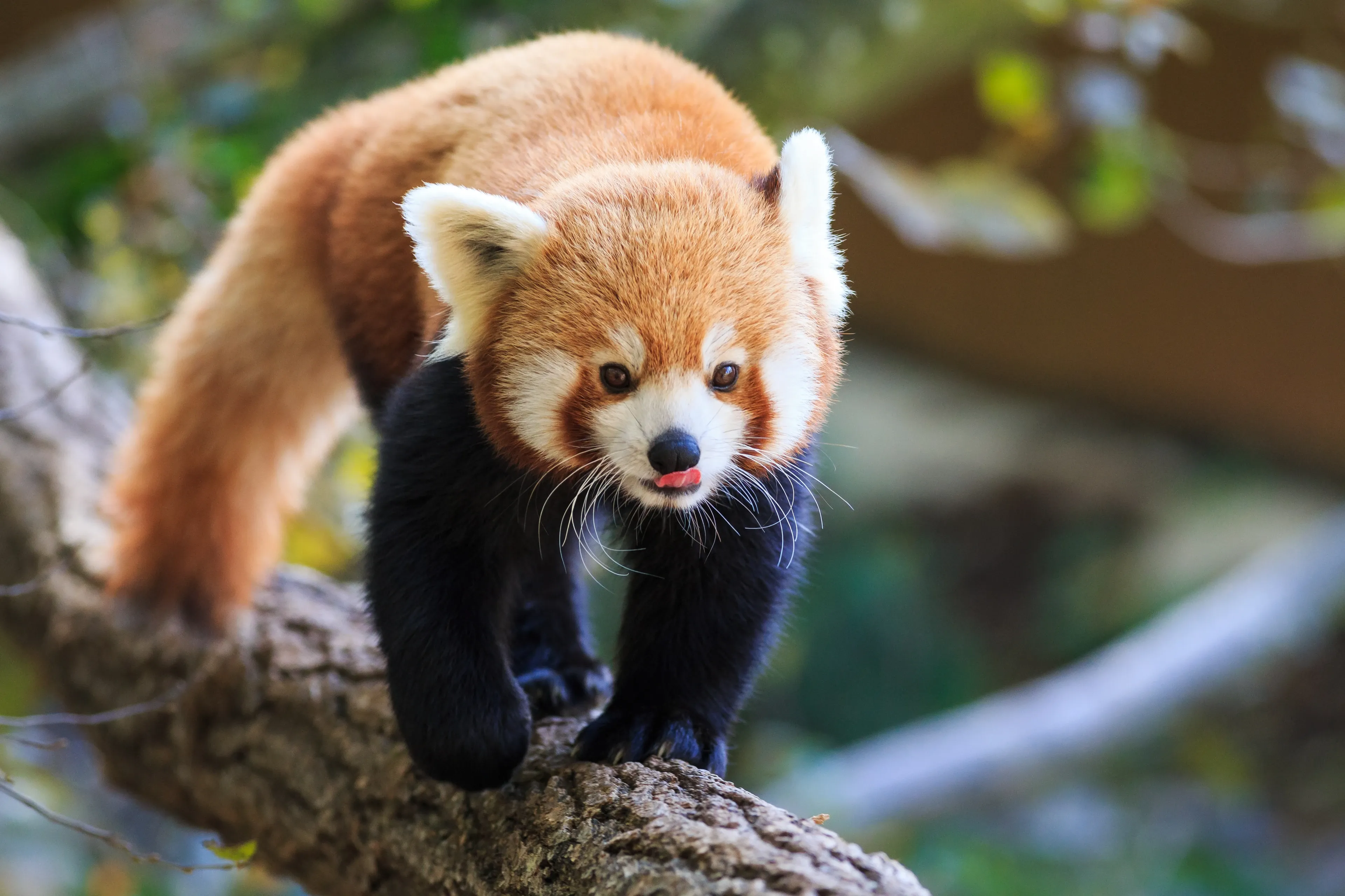 Red panda on a tree branch with its tongue visible.
