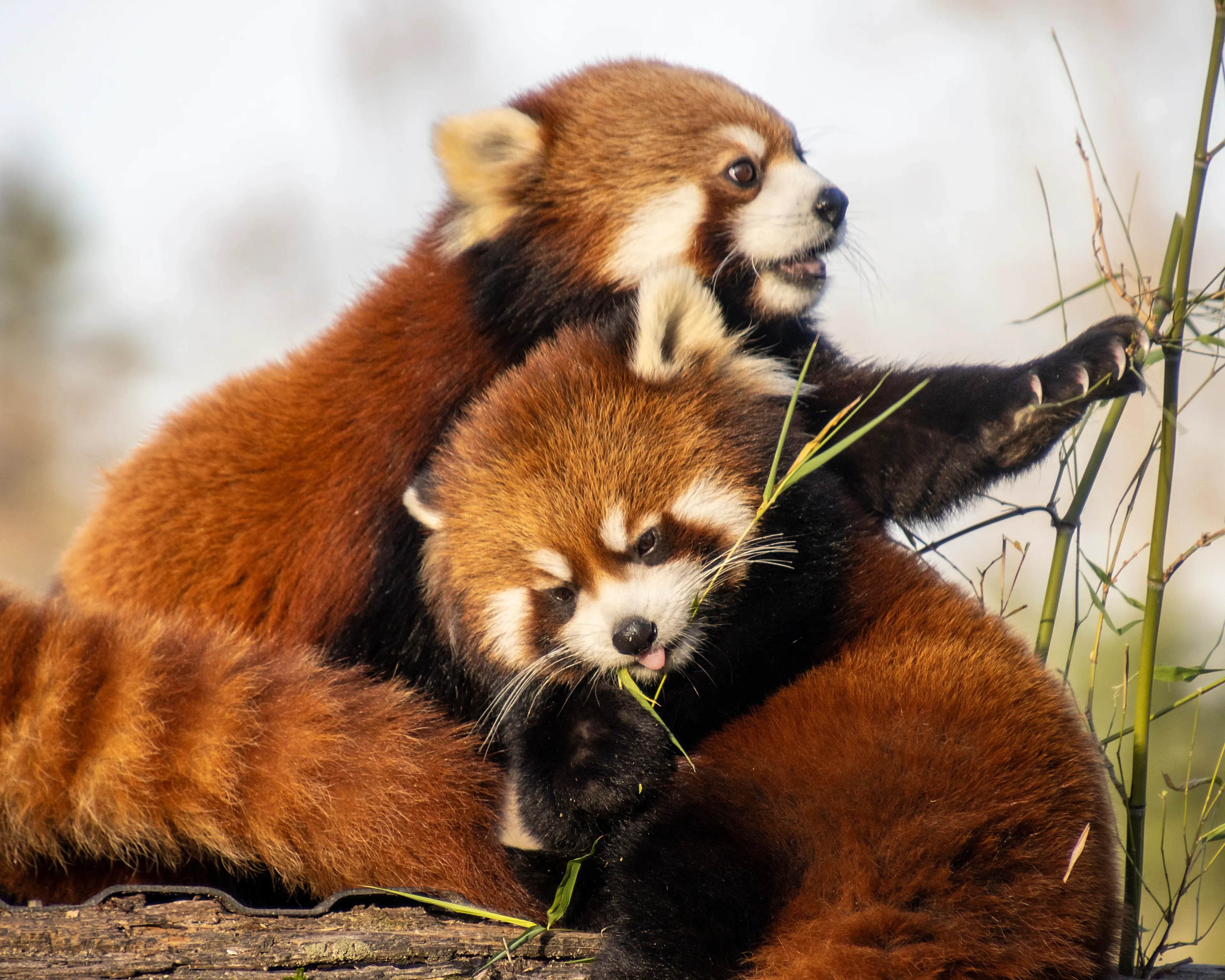 Three red pandas gathered on a log beside thin bamboo stems.