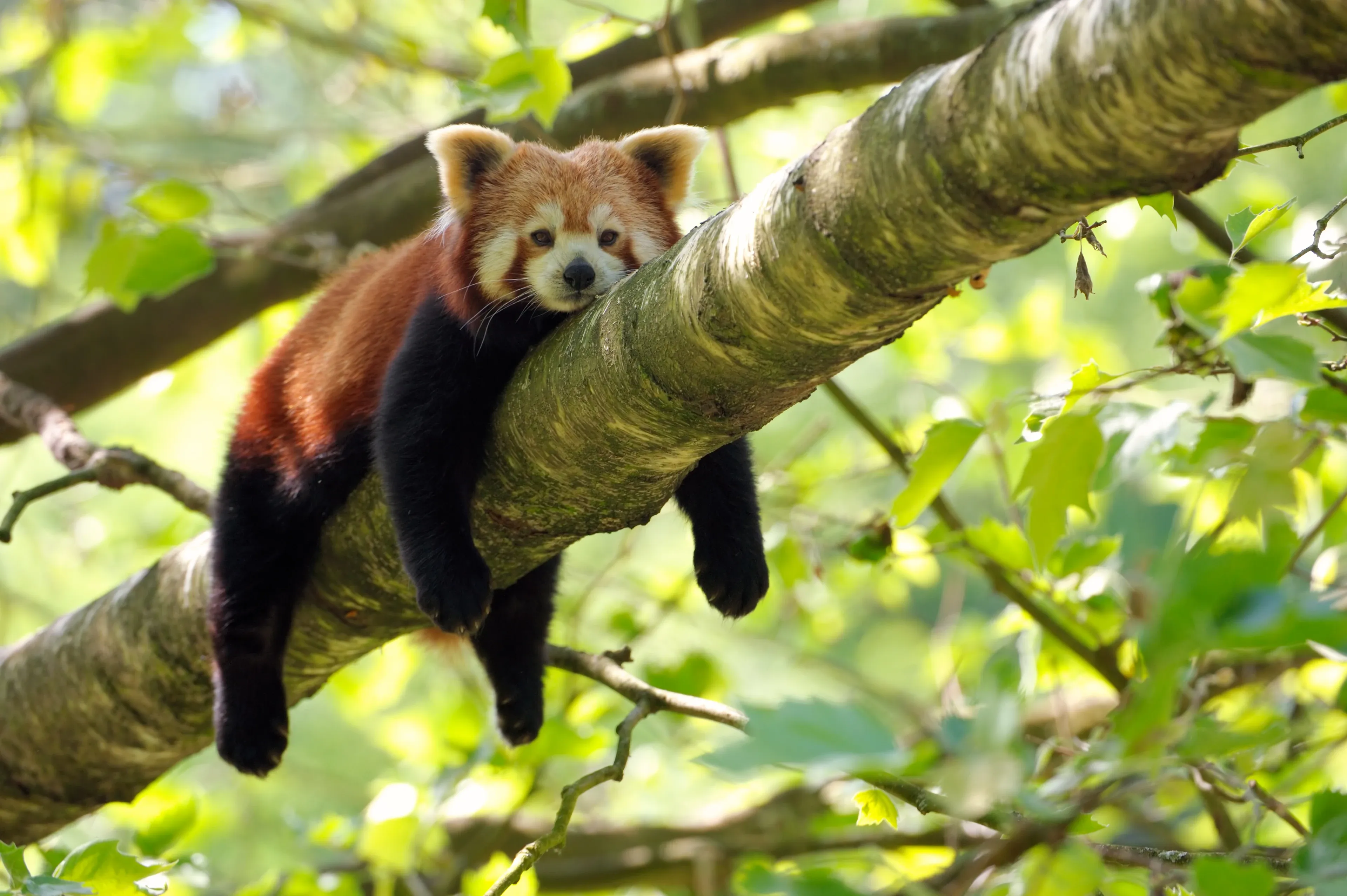 Red panda stretched across a large tree branch among green leaves.