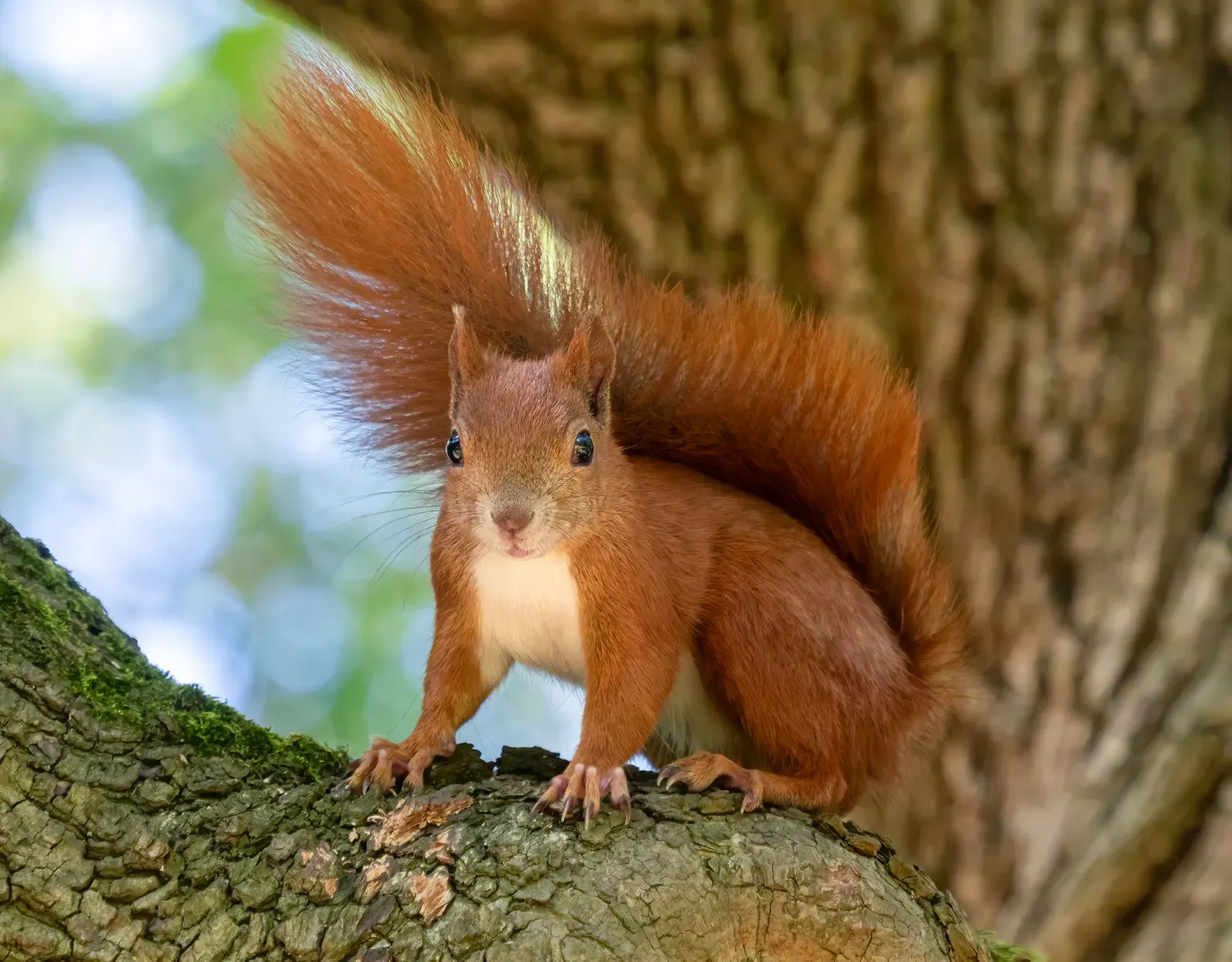 A Eurasian red squirrel with a bright orange coat, tufted ears and a bushy tail perched on a mossy branch.